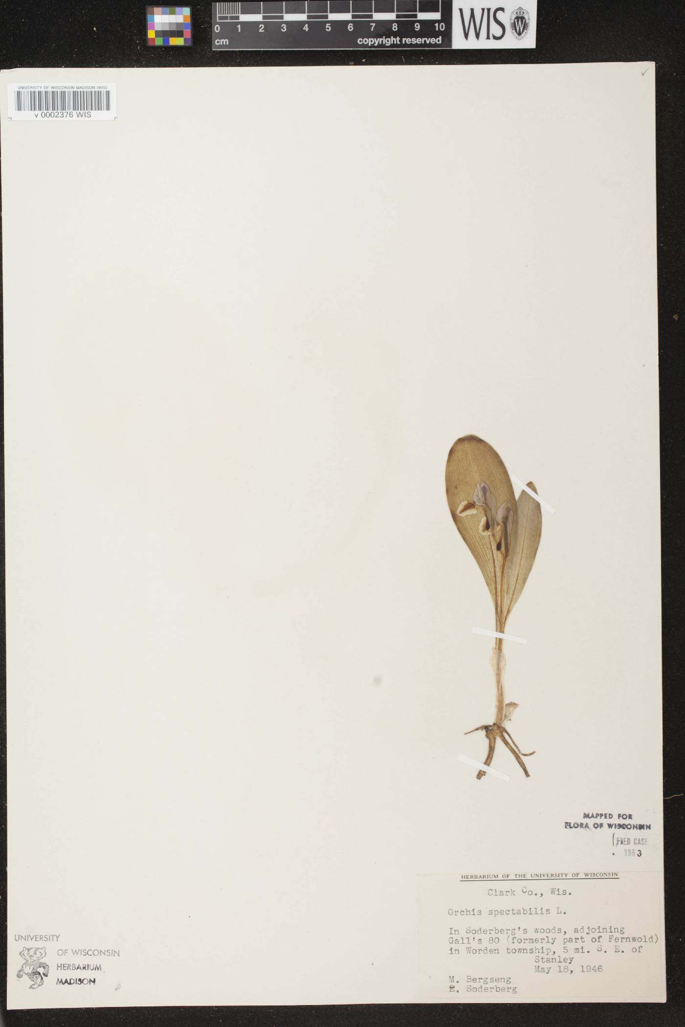 Galearis spectabilis image