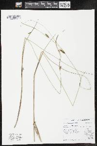 Image of Carex lasiocarpa