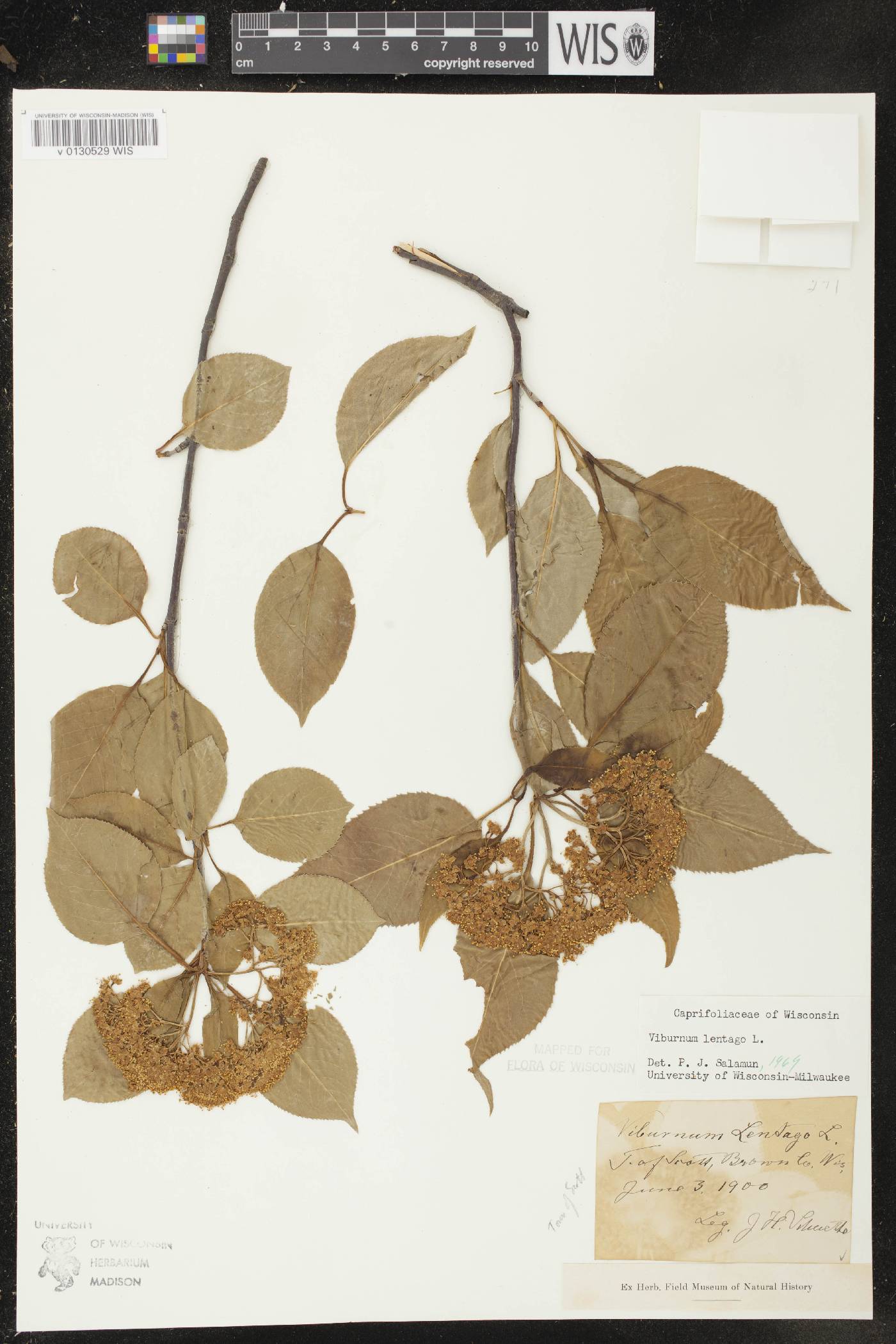 Viburnum lentago image