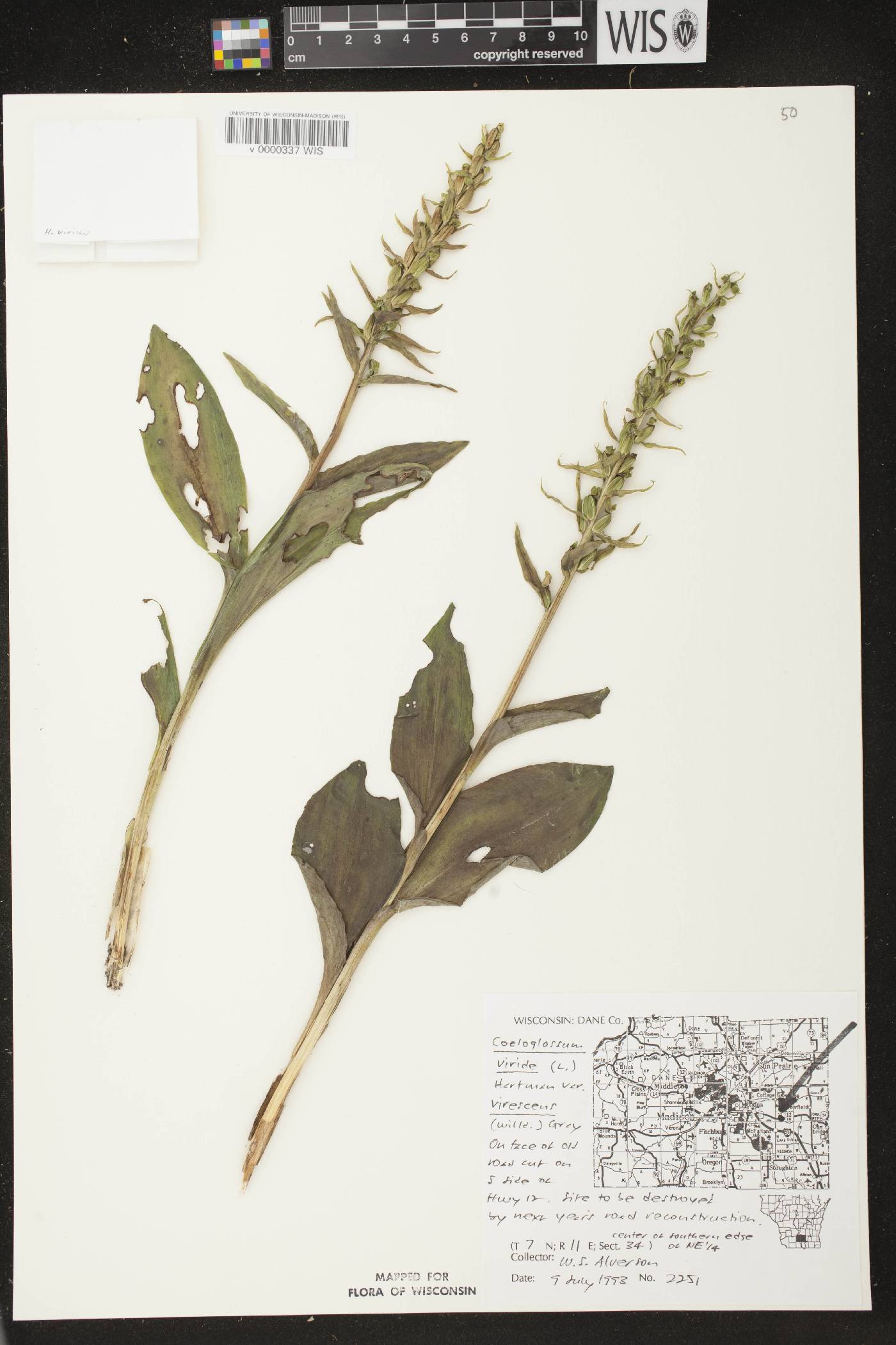 Coeloglossum viride var. virescens image