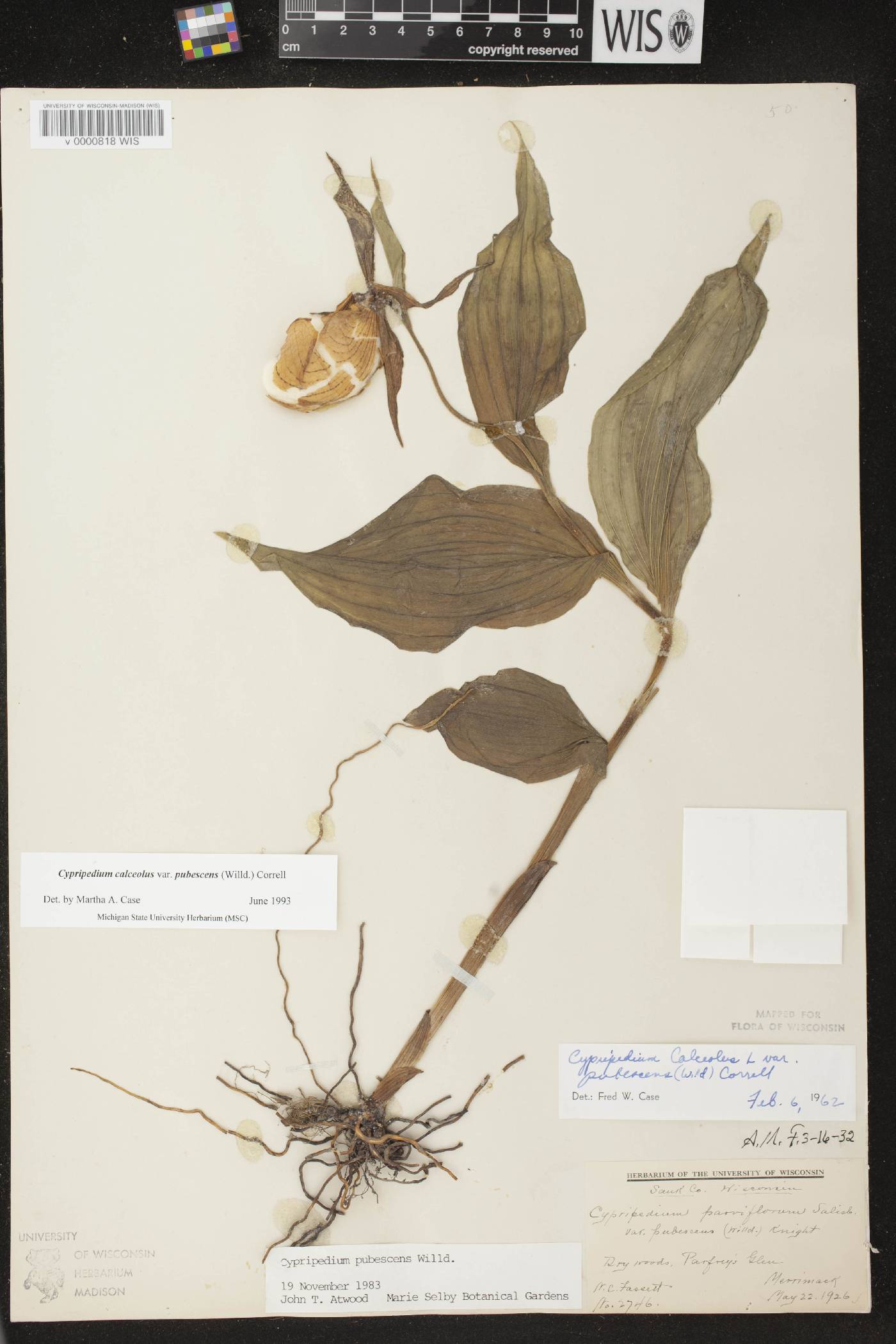 Cypripedium parviflorum var. pubescens image