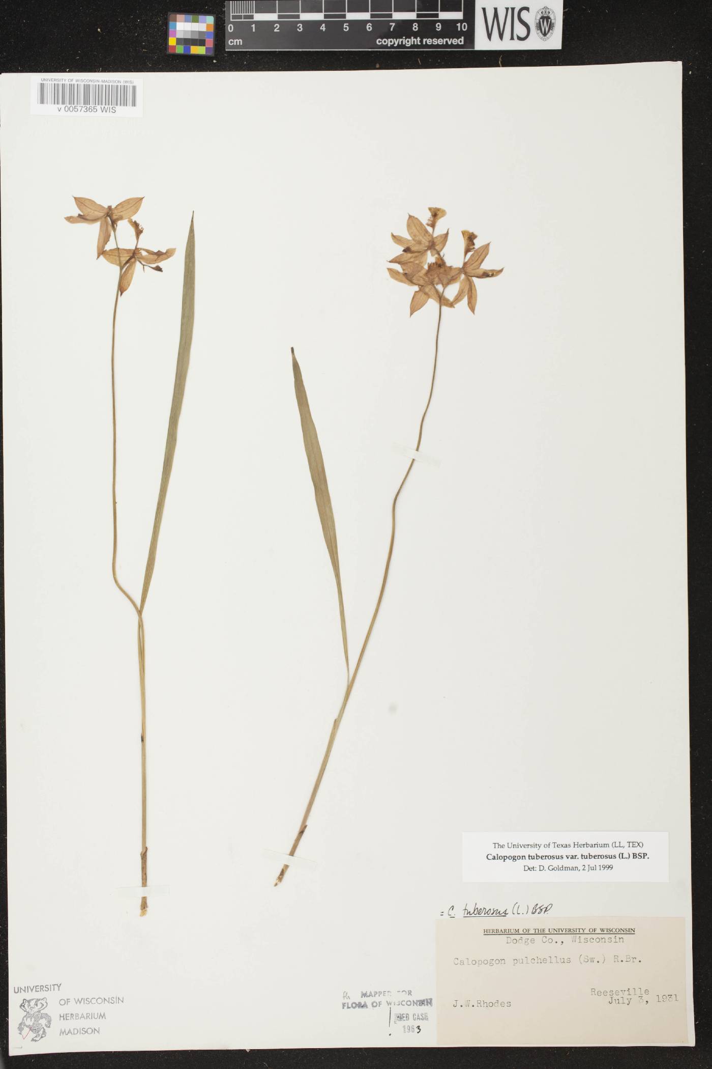 Calopogon tuberosus var. tuberosus image