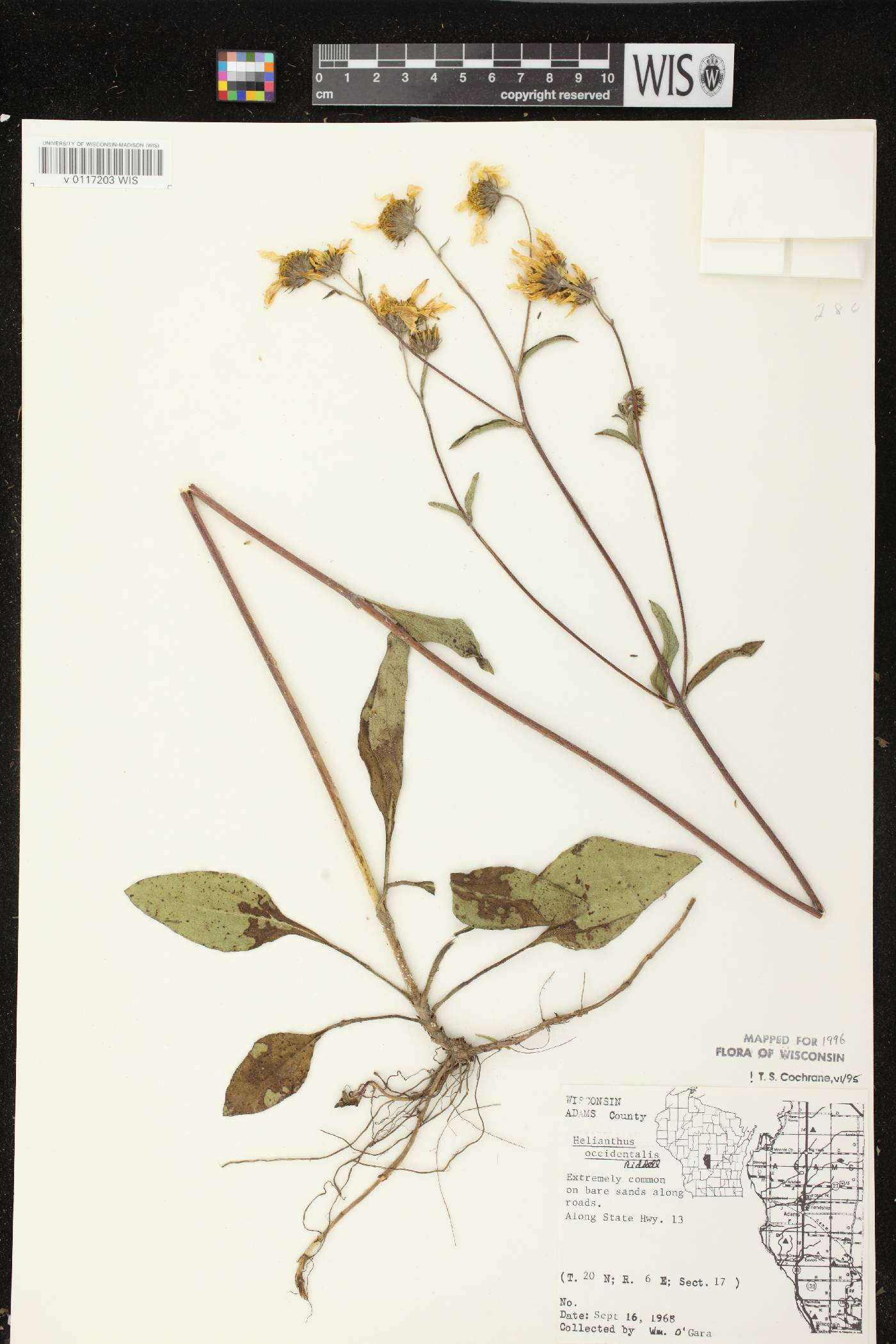 Helianthus occidentalis subsp. occidentalis image