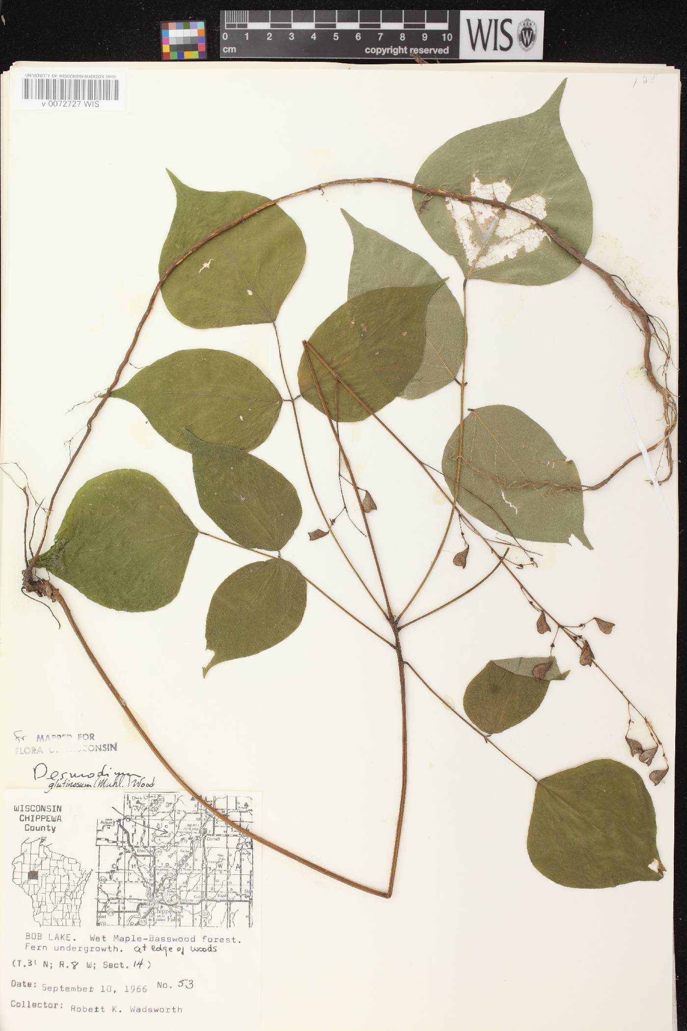 Hylodesmum glutinosum image