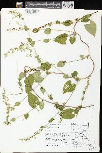 Image of Fallopia scandens