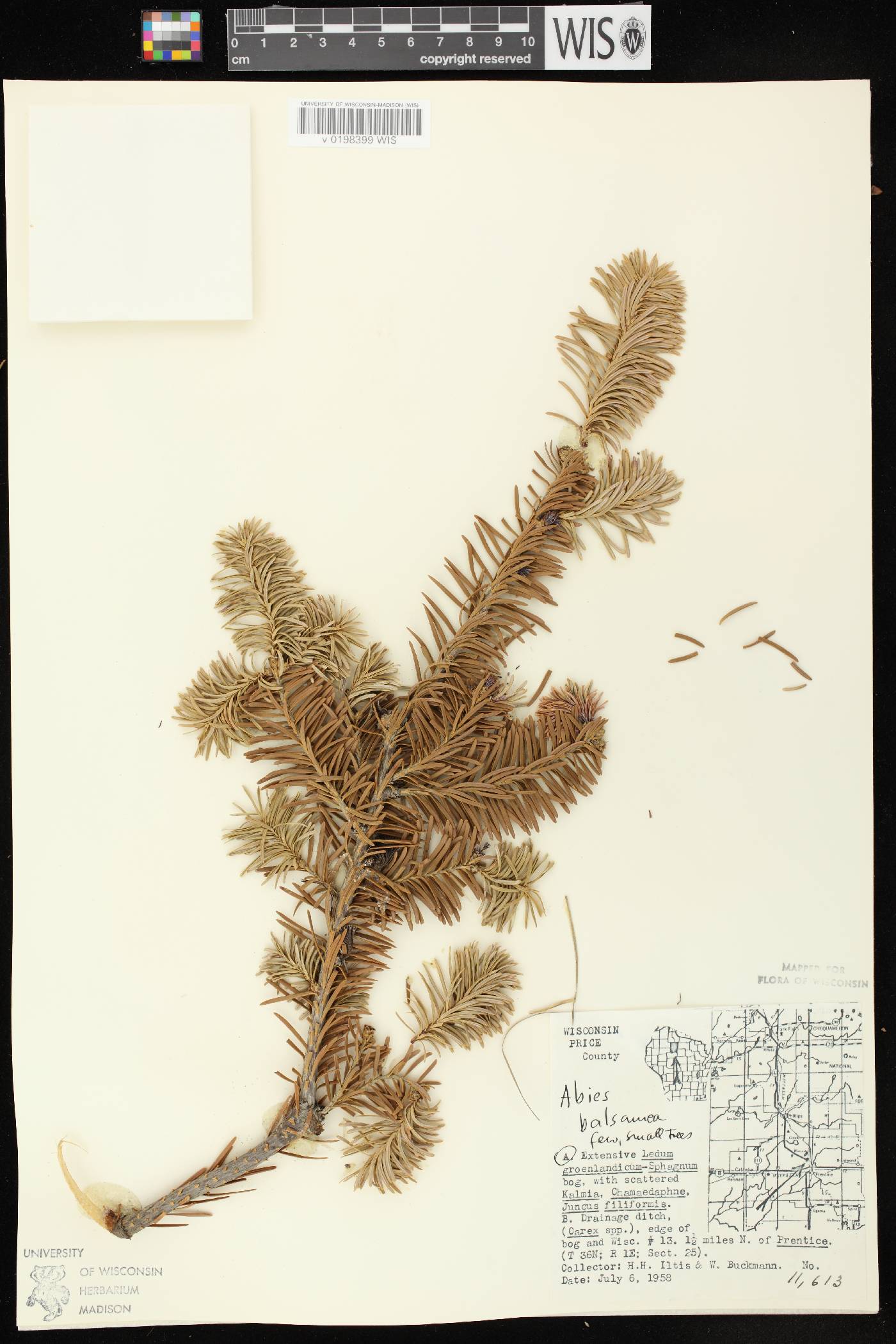 Abies balsamea image
