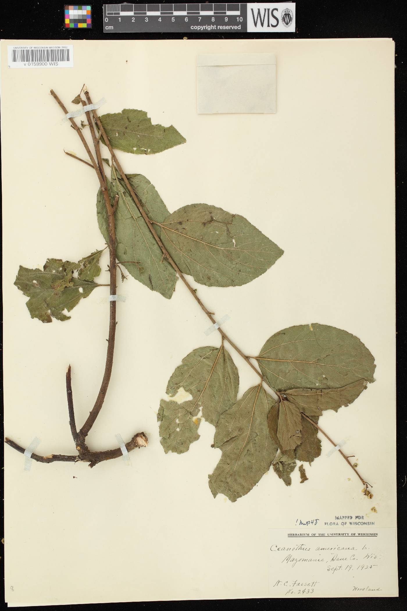 Ceanothus americanus image