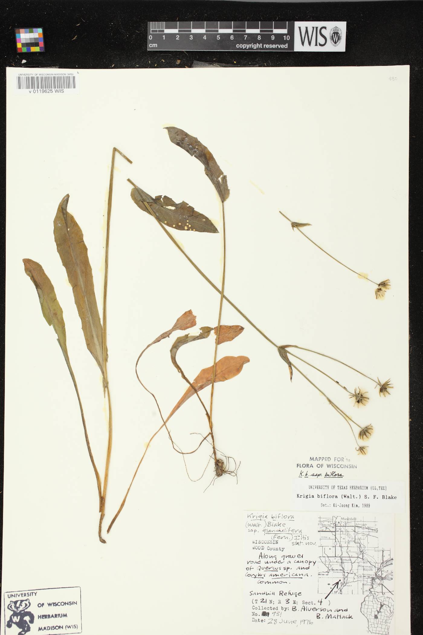 Krigia biflora image