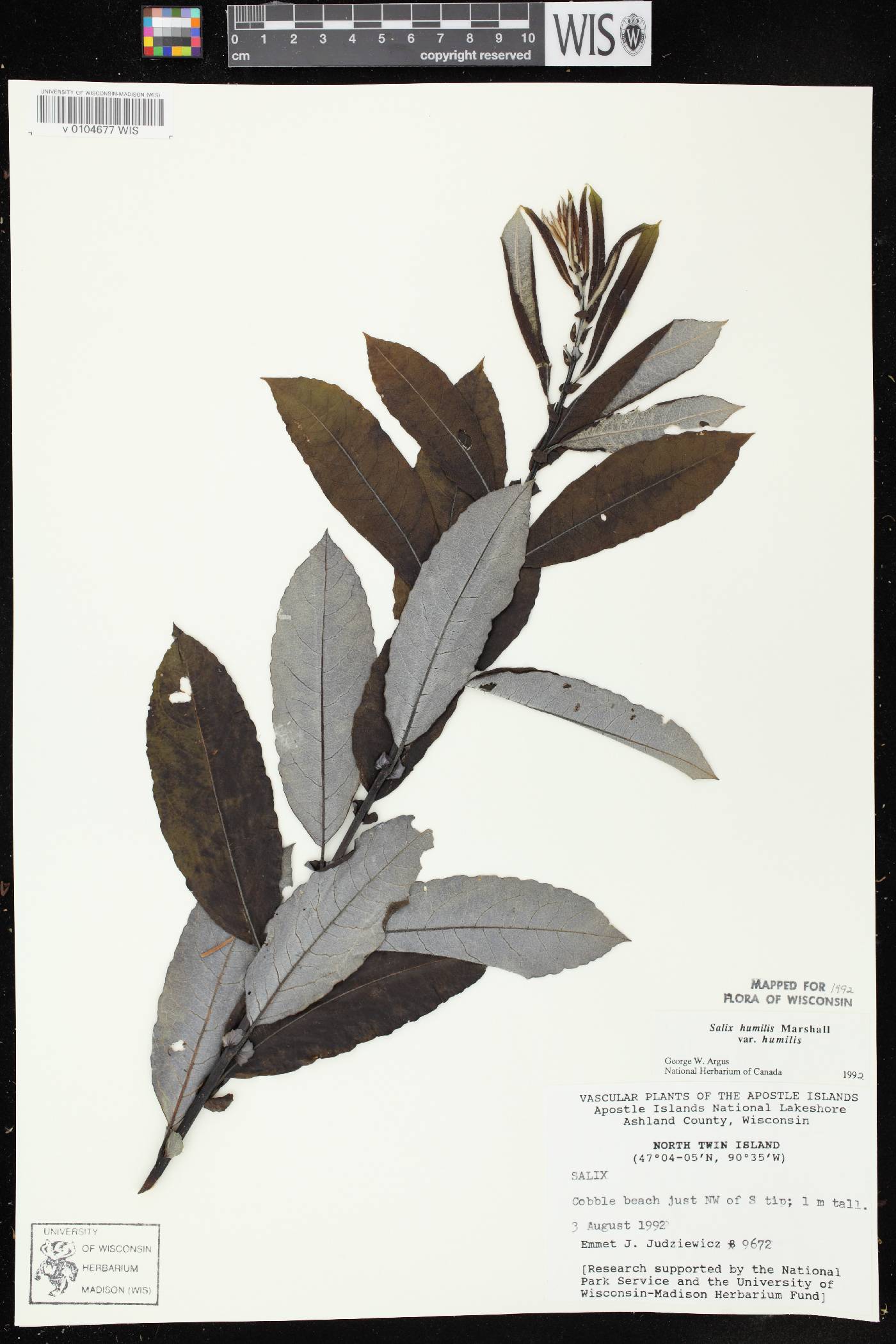 Salix humilis var. humilis image