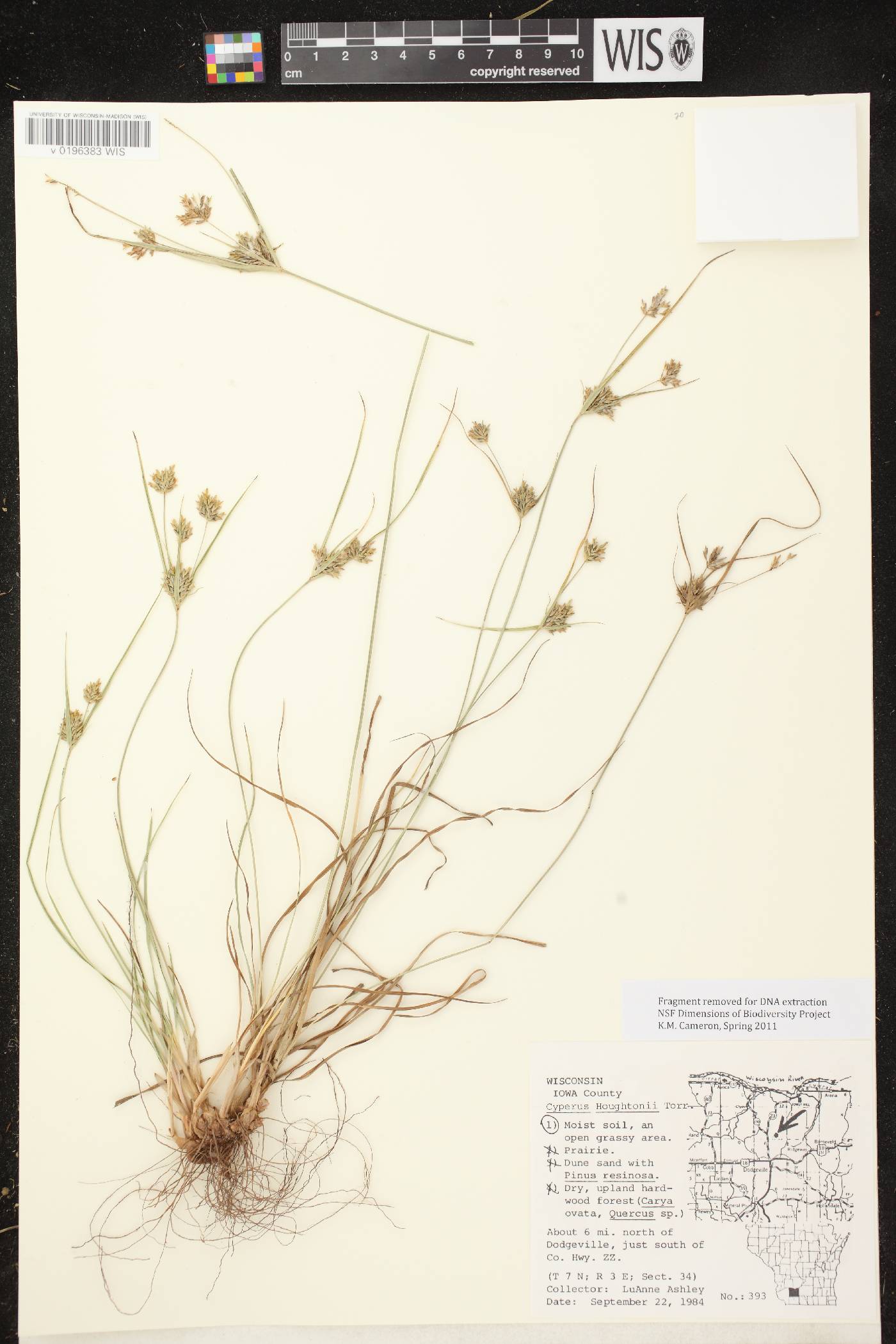 Cyperus houghtonii image