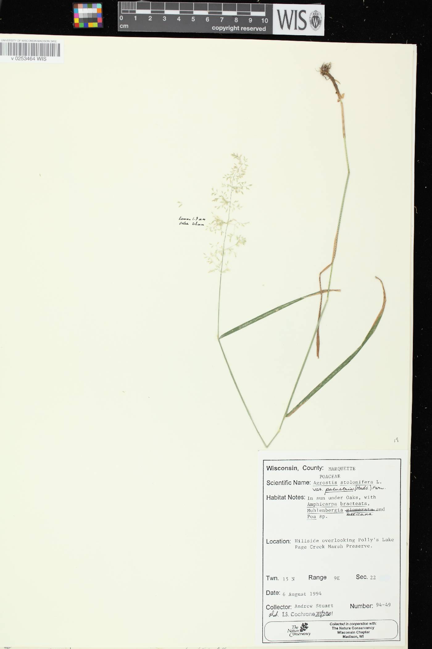 Agrostis stolonifera image