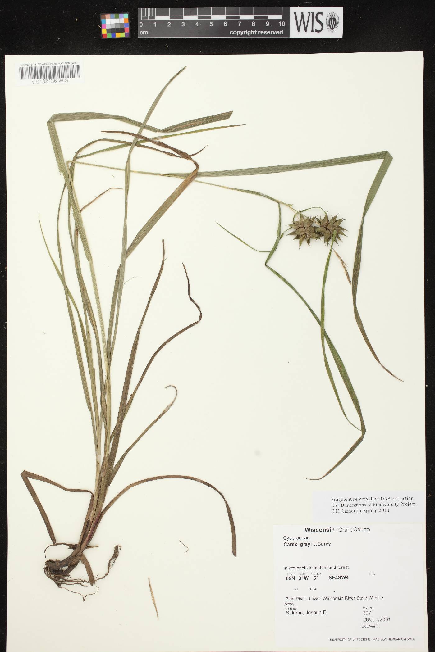 Carex grayi image