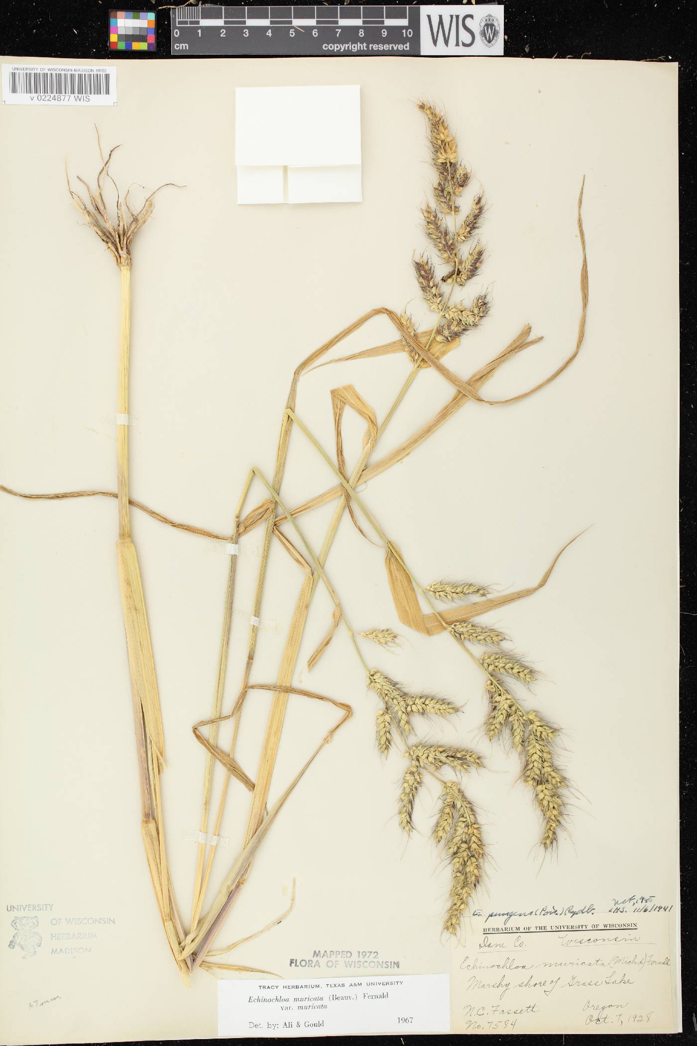 Echinochloa muricata var. muricata image