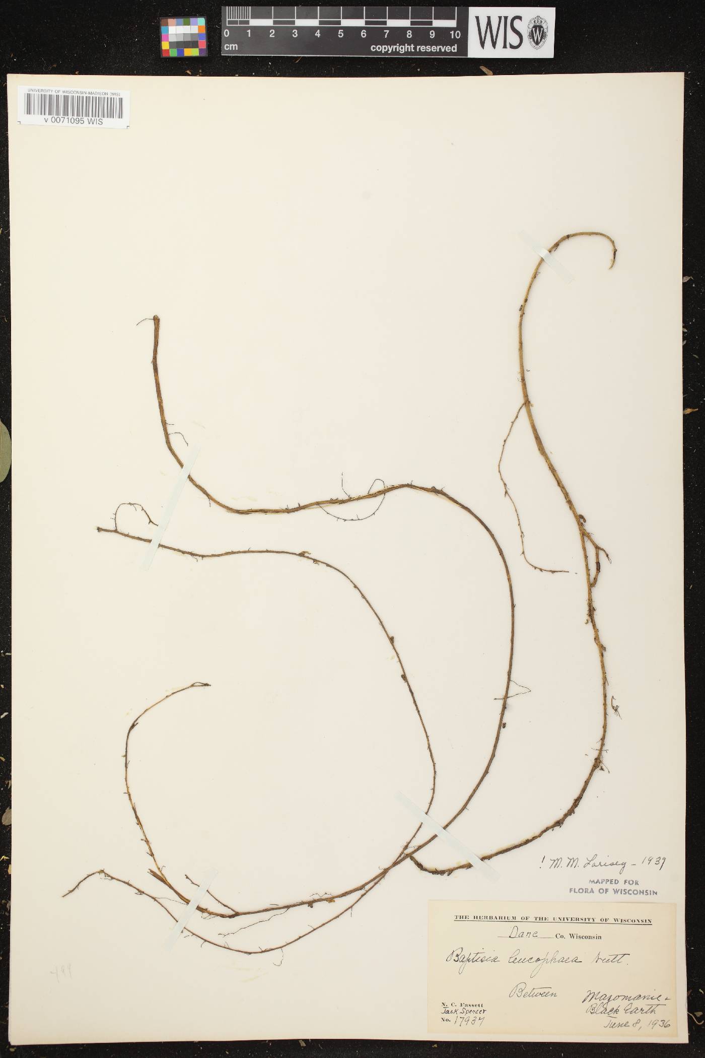 Baptisia leucophaea image