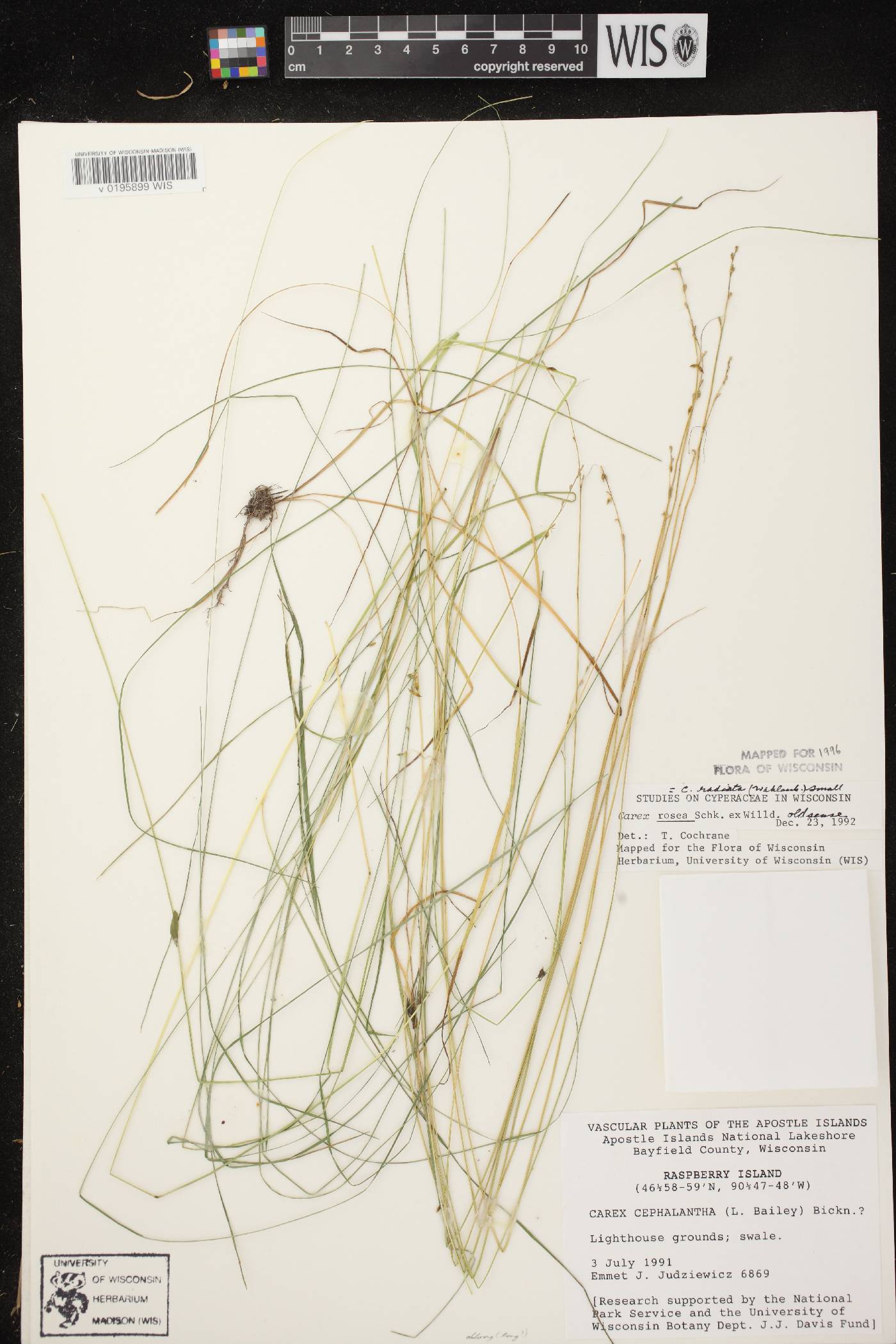 Carex radiata image