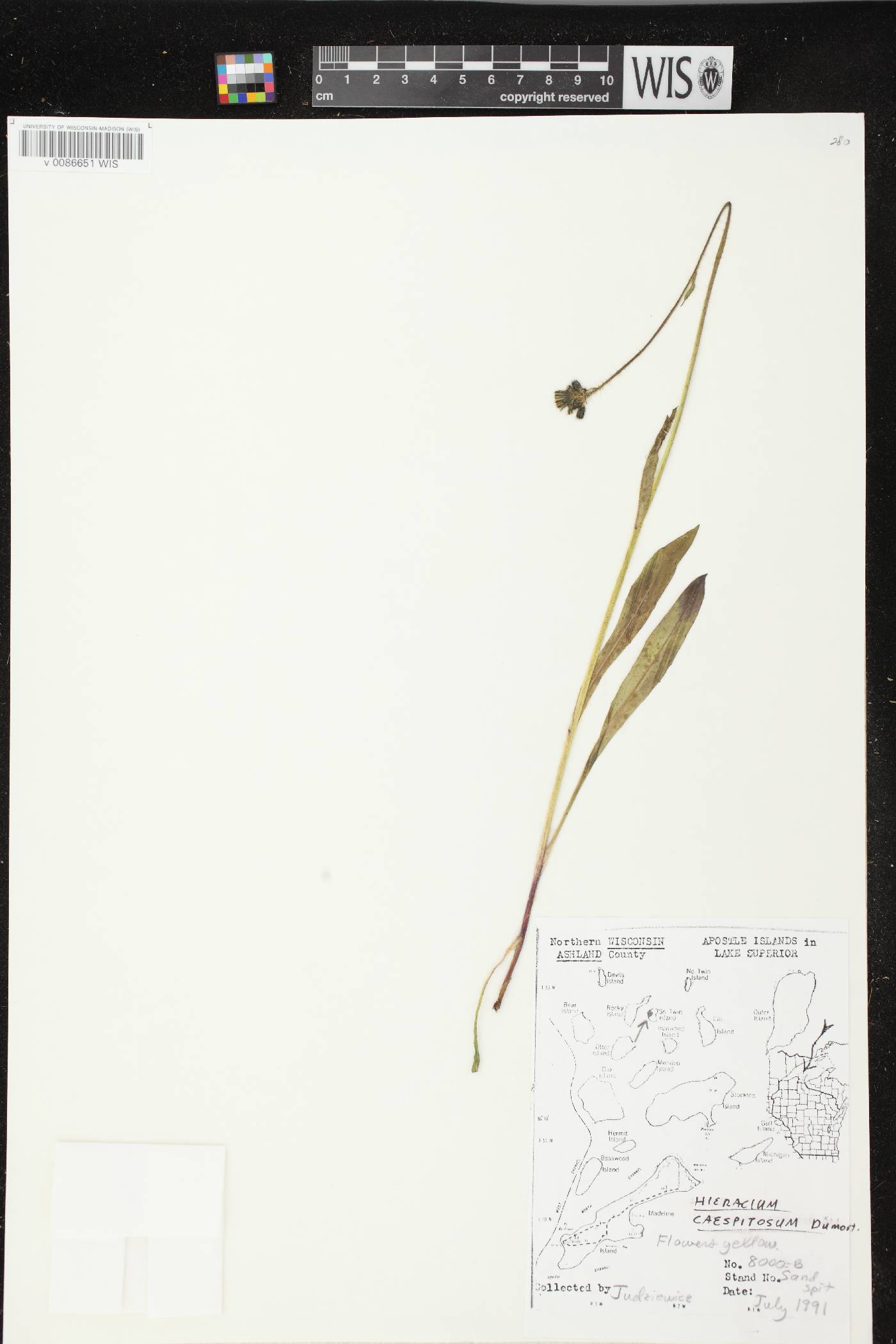 Hieracium caespitosum image