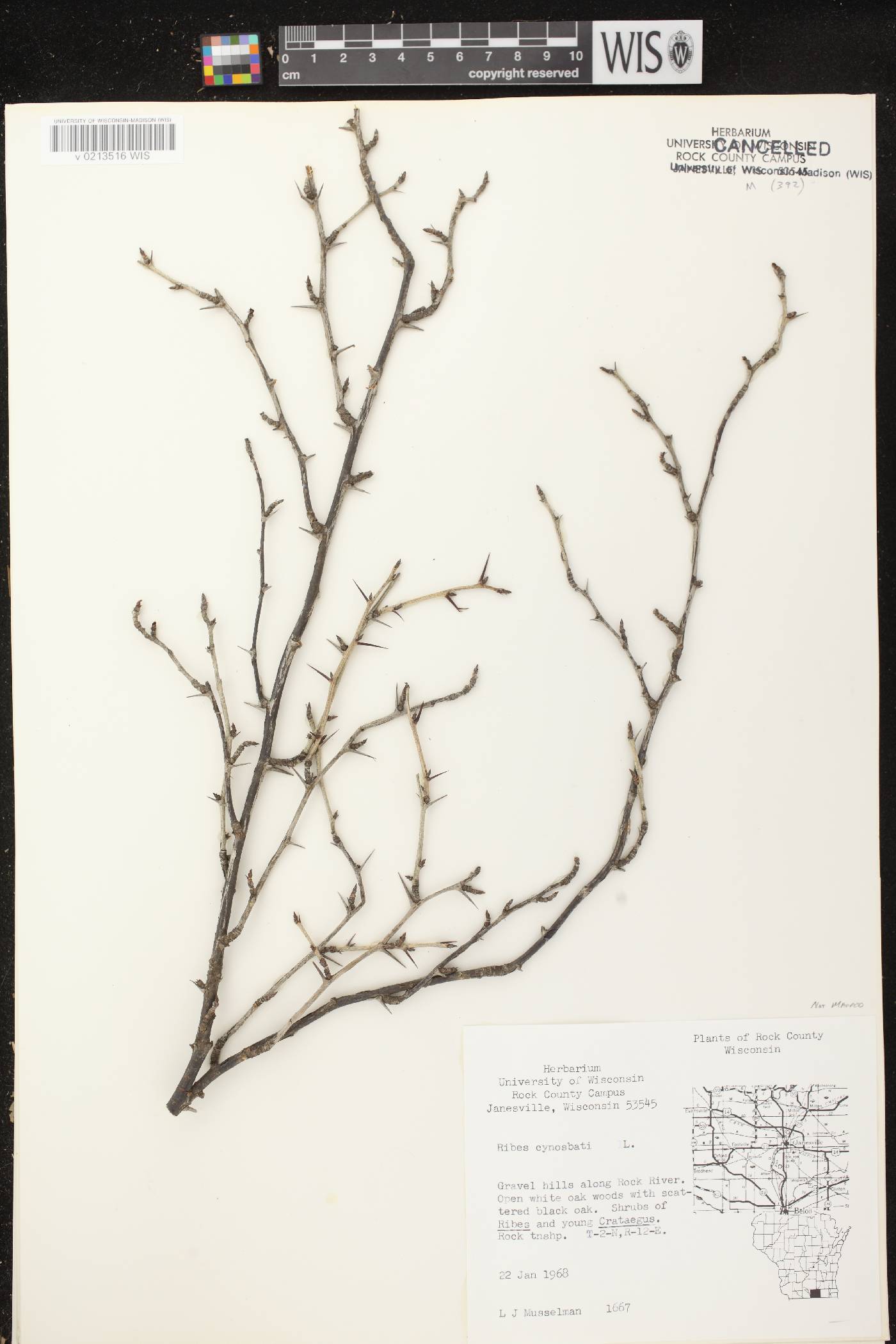 Ribes cynosbati image