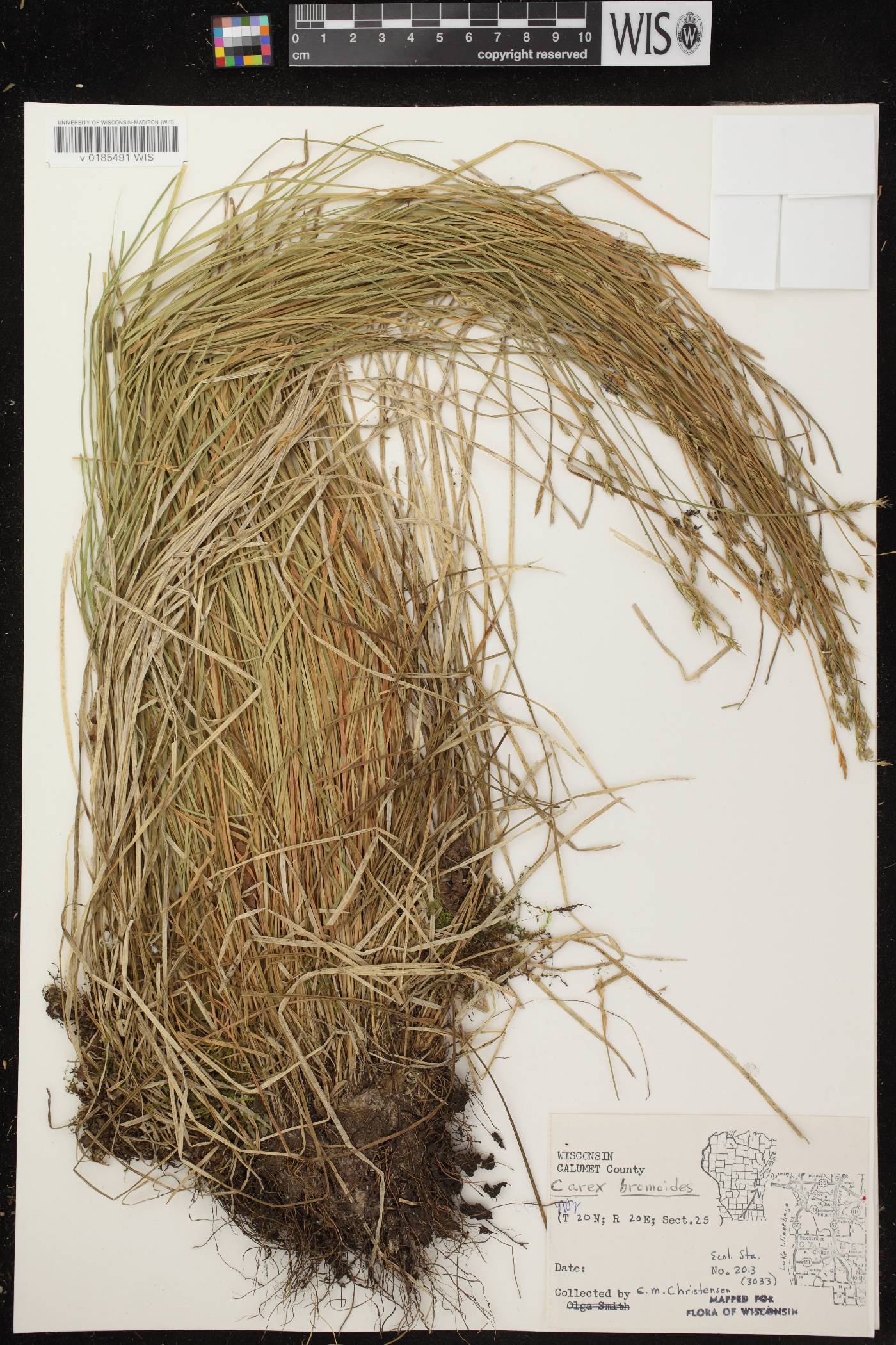 Carex bromoides subsp. bromoides image