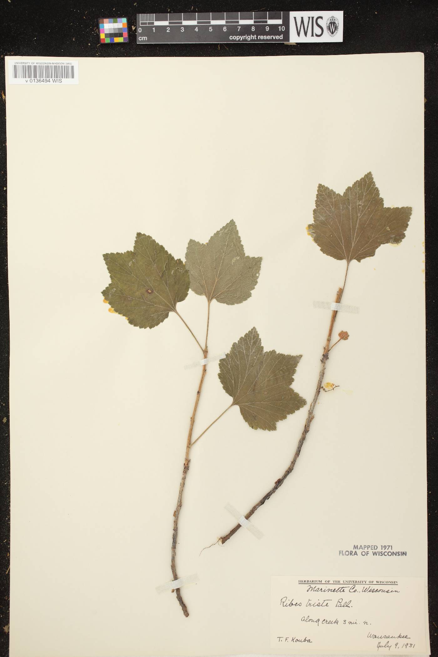 Ribes triste image