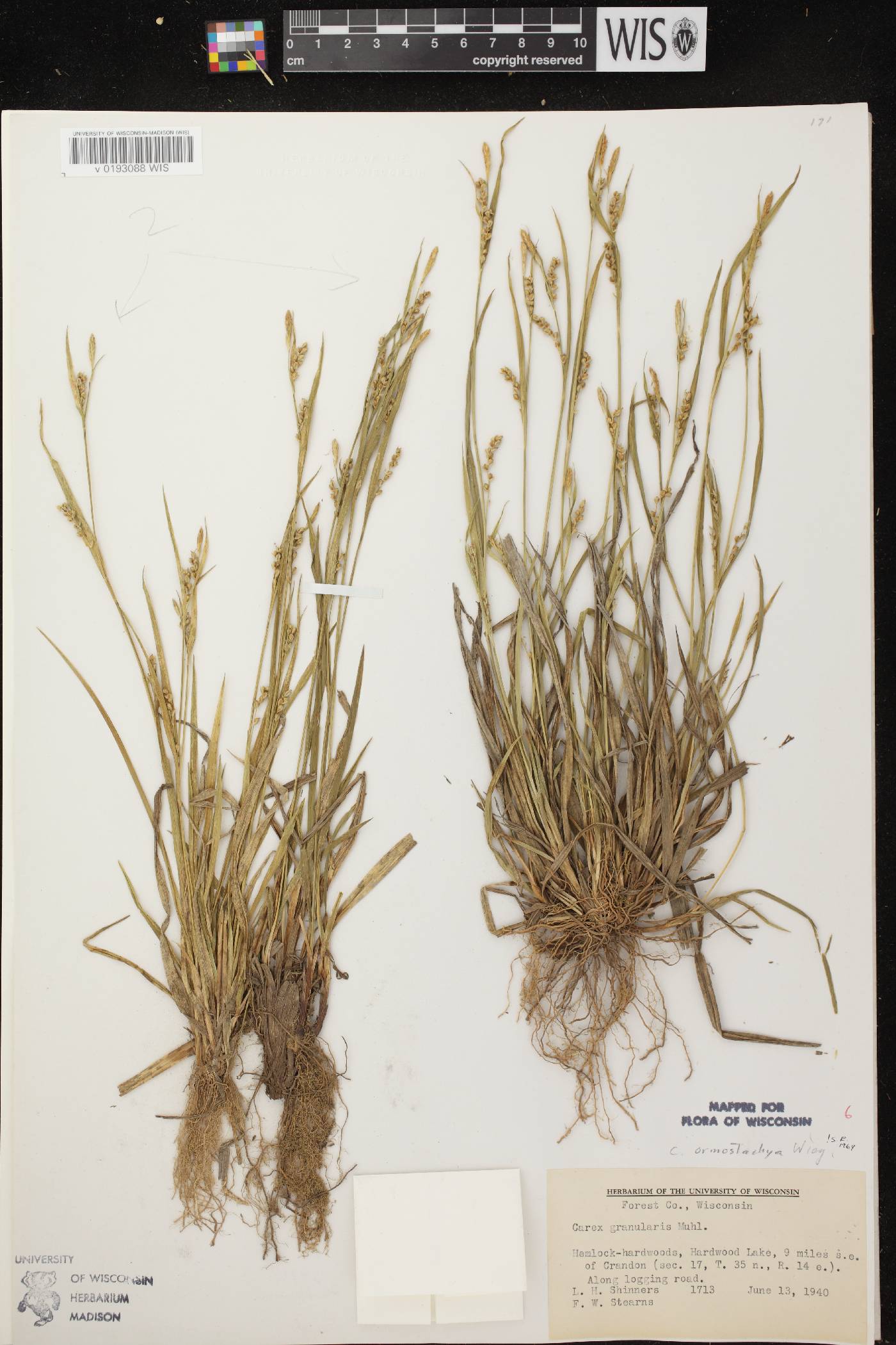 Carex ormostachya image