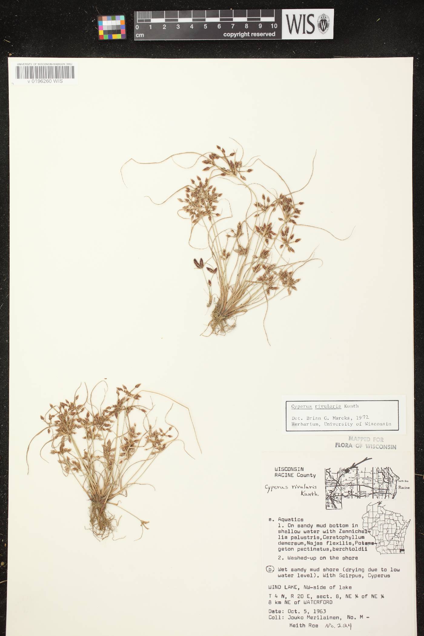 Cyperus bipartitus image