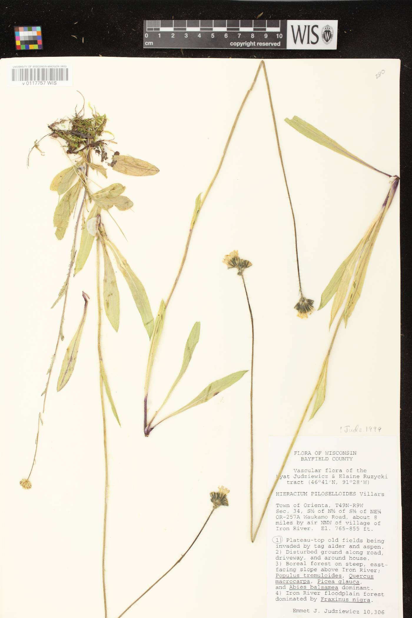 Hieracium piloselloides image