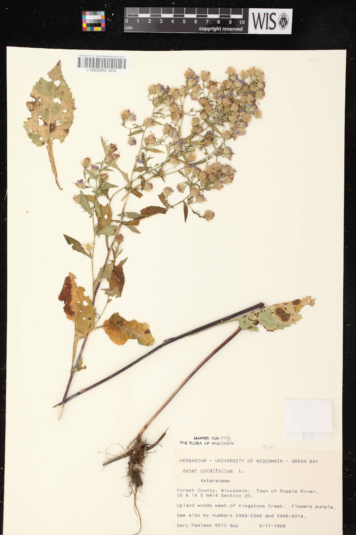 Symphyotrichum cordifolium image