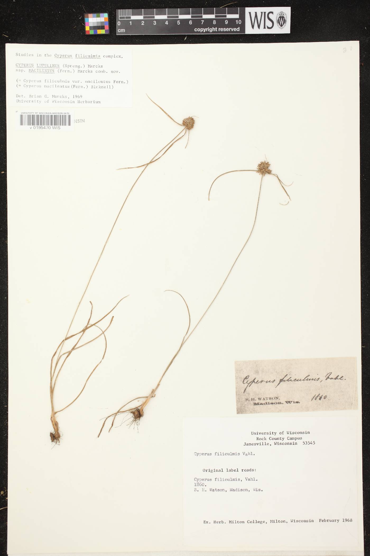 Cyperus lupulinus image
