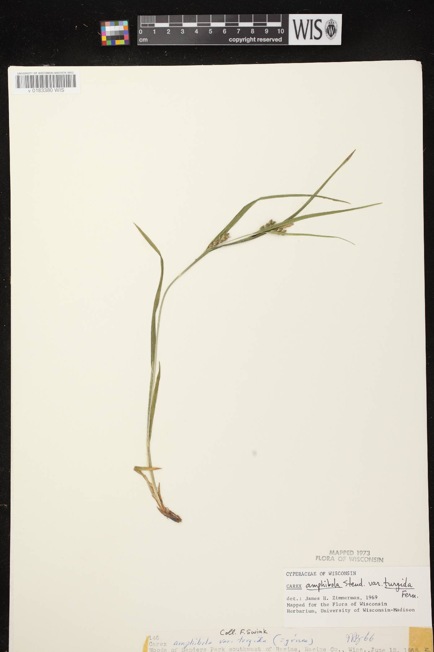 Carex grisea image