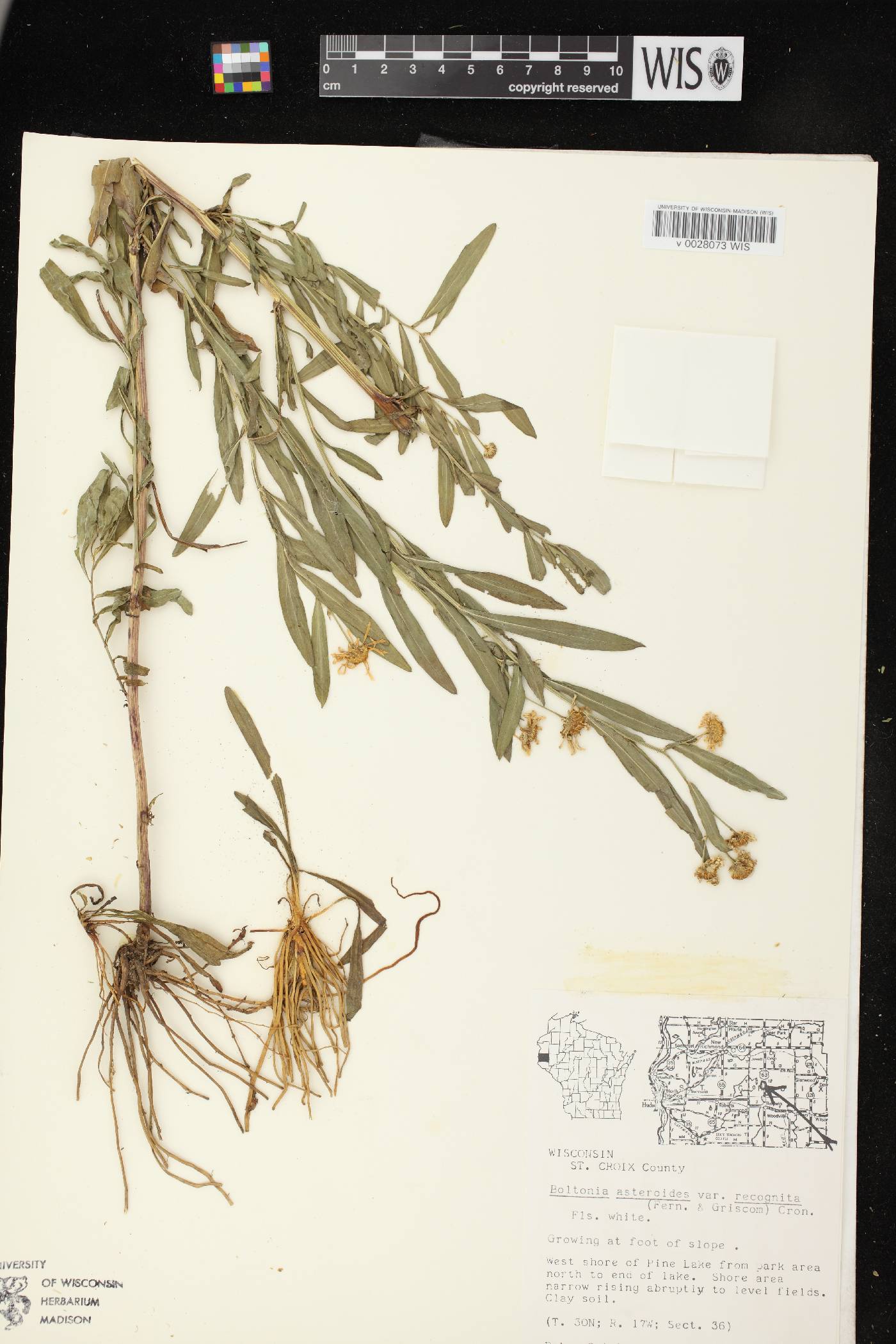 Boltonia asteroides var. recognita image