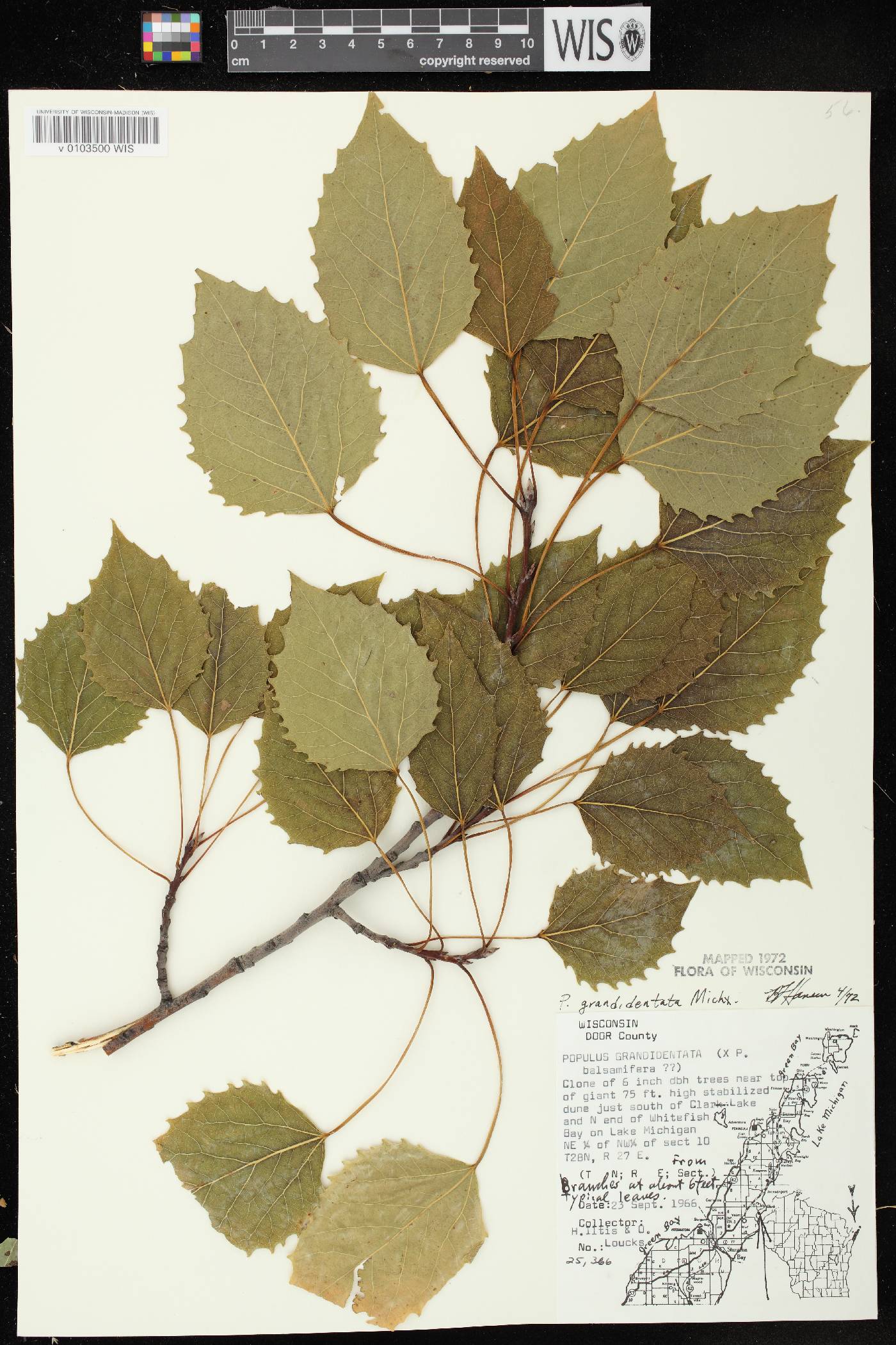 Populus grandidentata image
