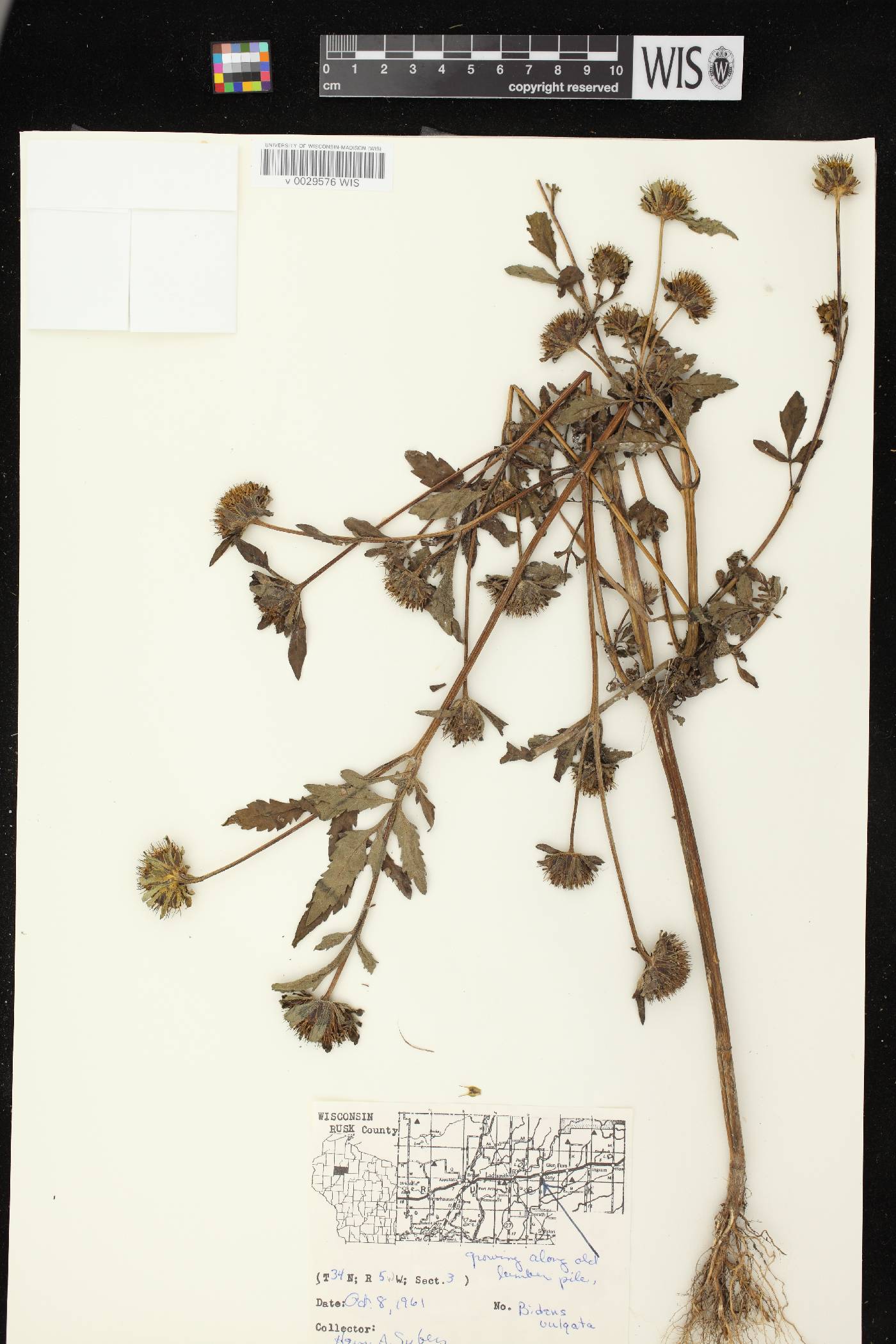 Bidens vulgata image