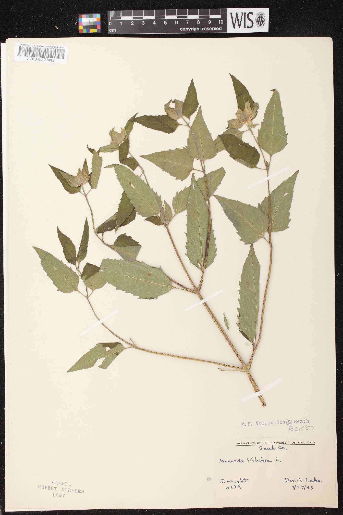 Monarda fistulosa image