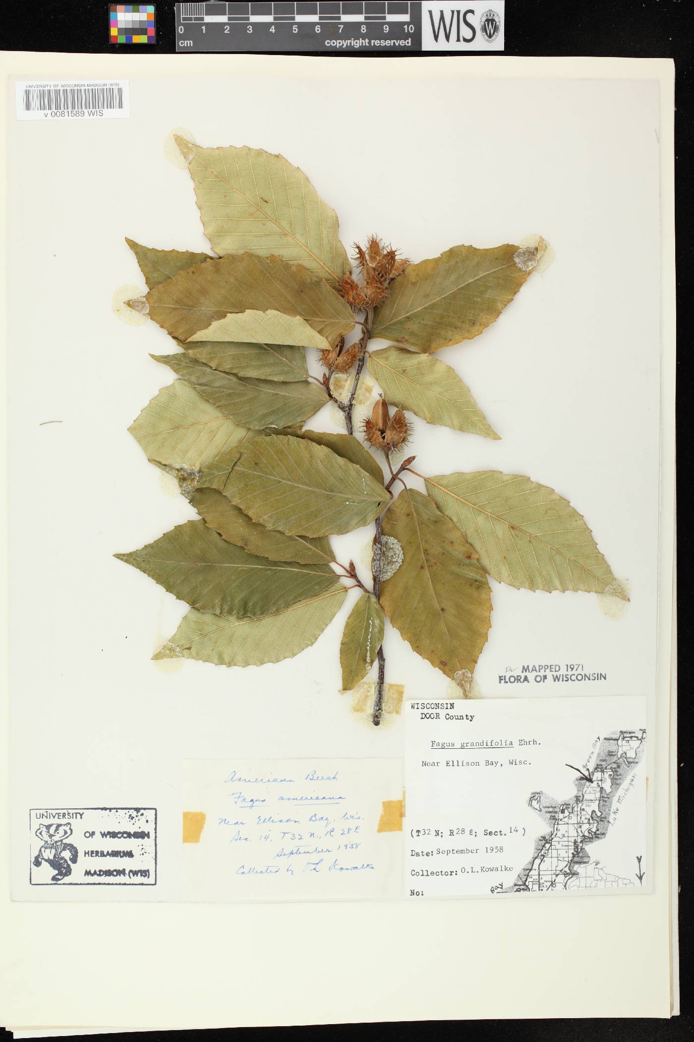 Fagus grandifolia image