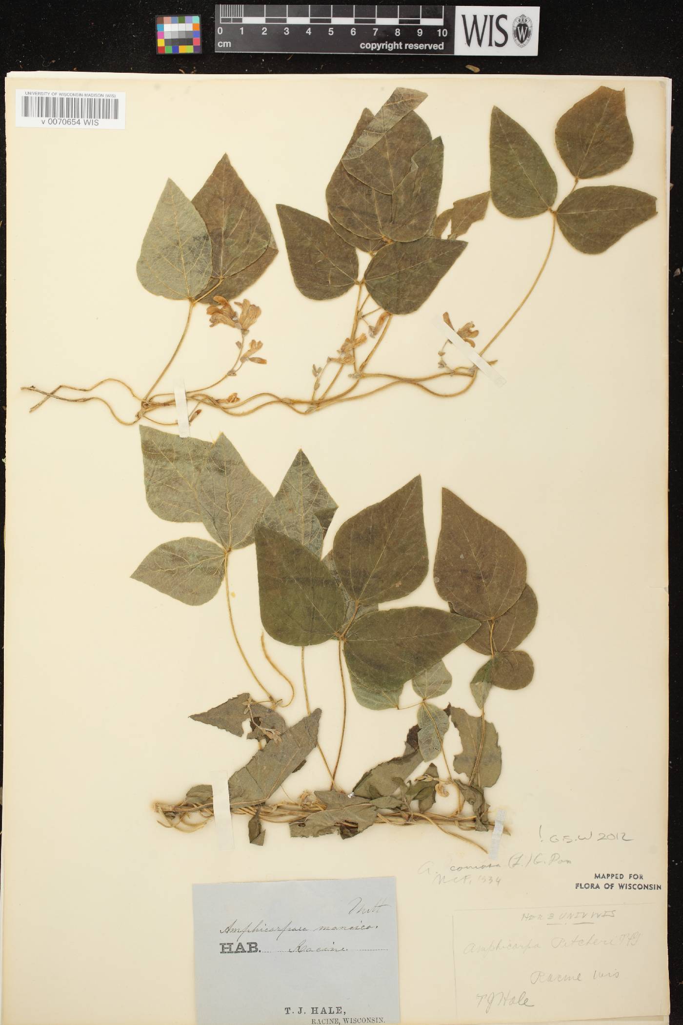 Amphicarpaea bracteata image
