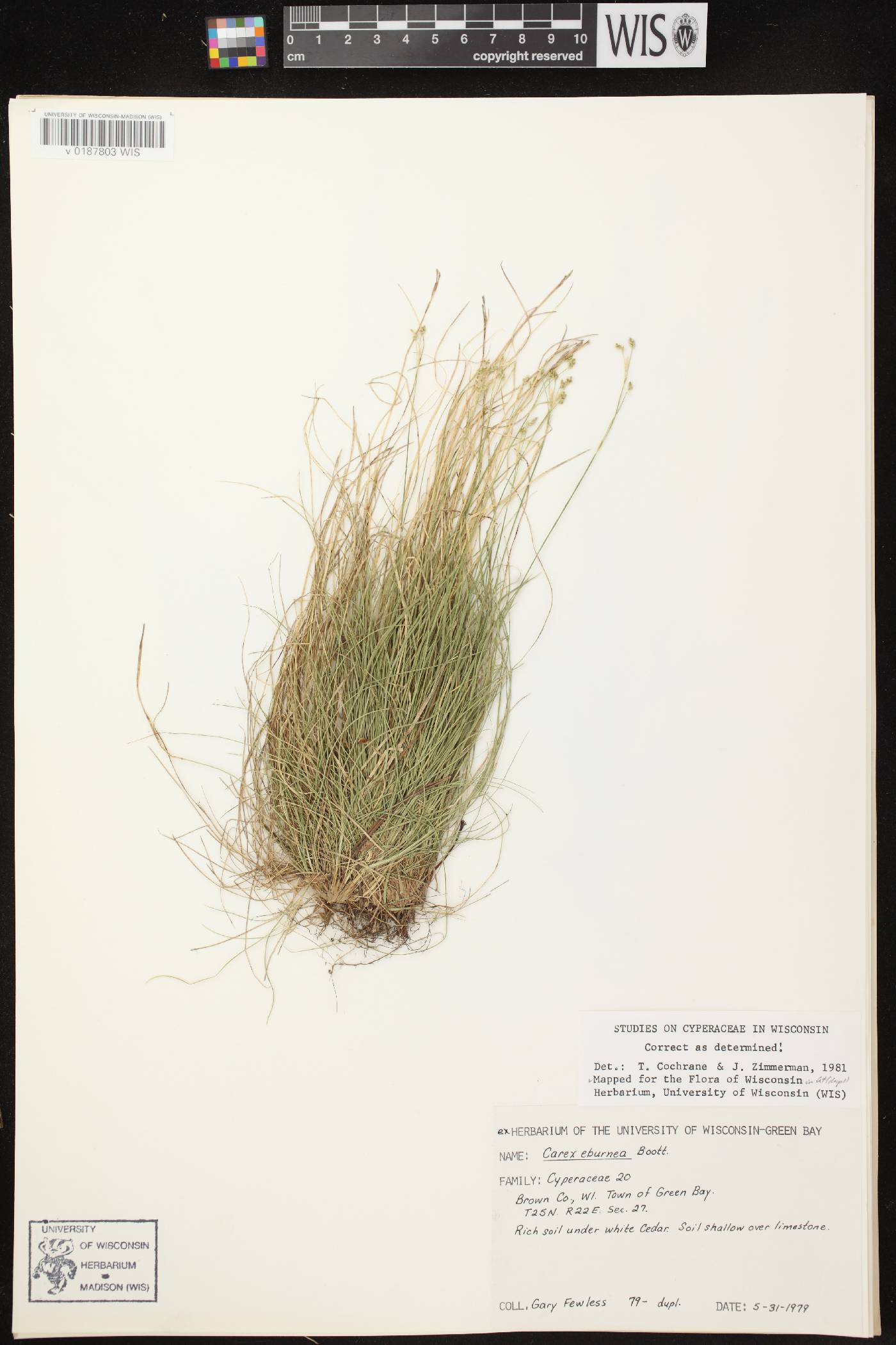Carex eburnea image