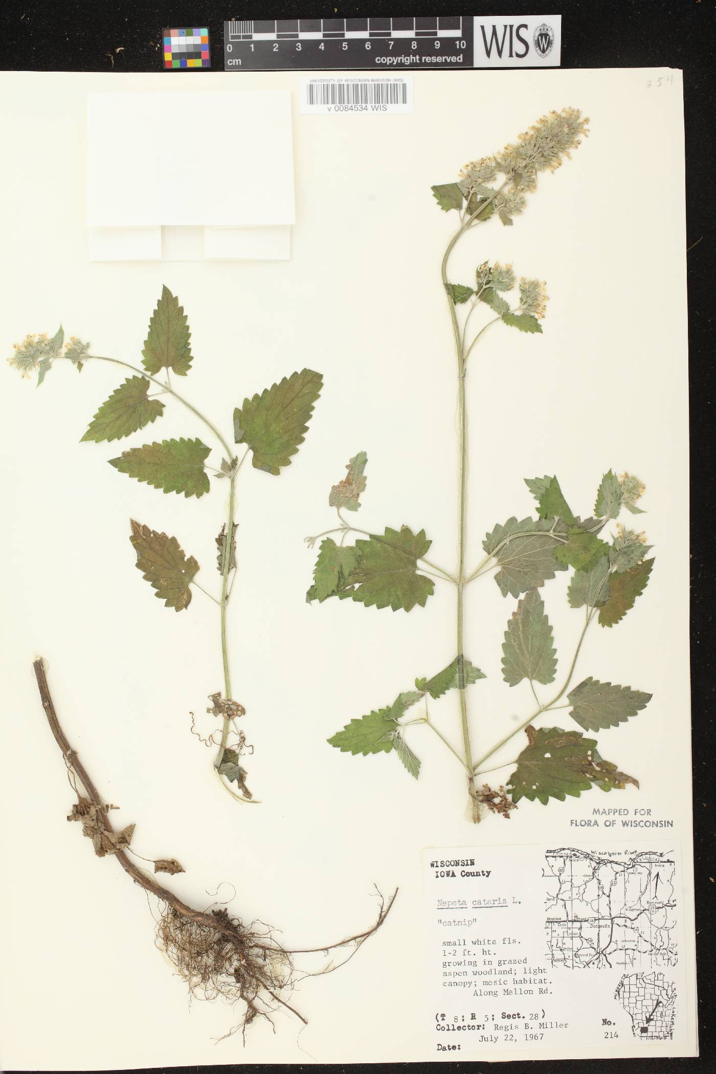 Nepeta cataria image