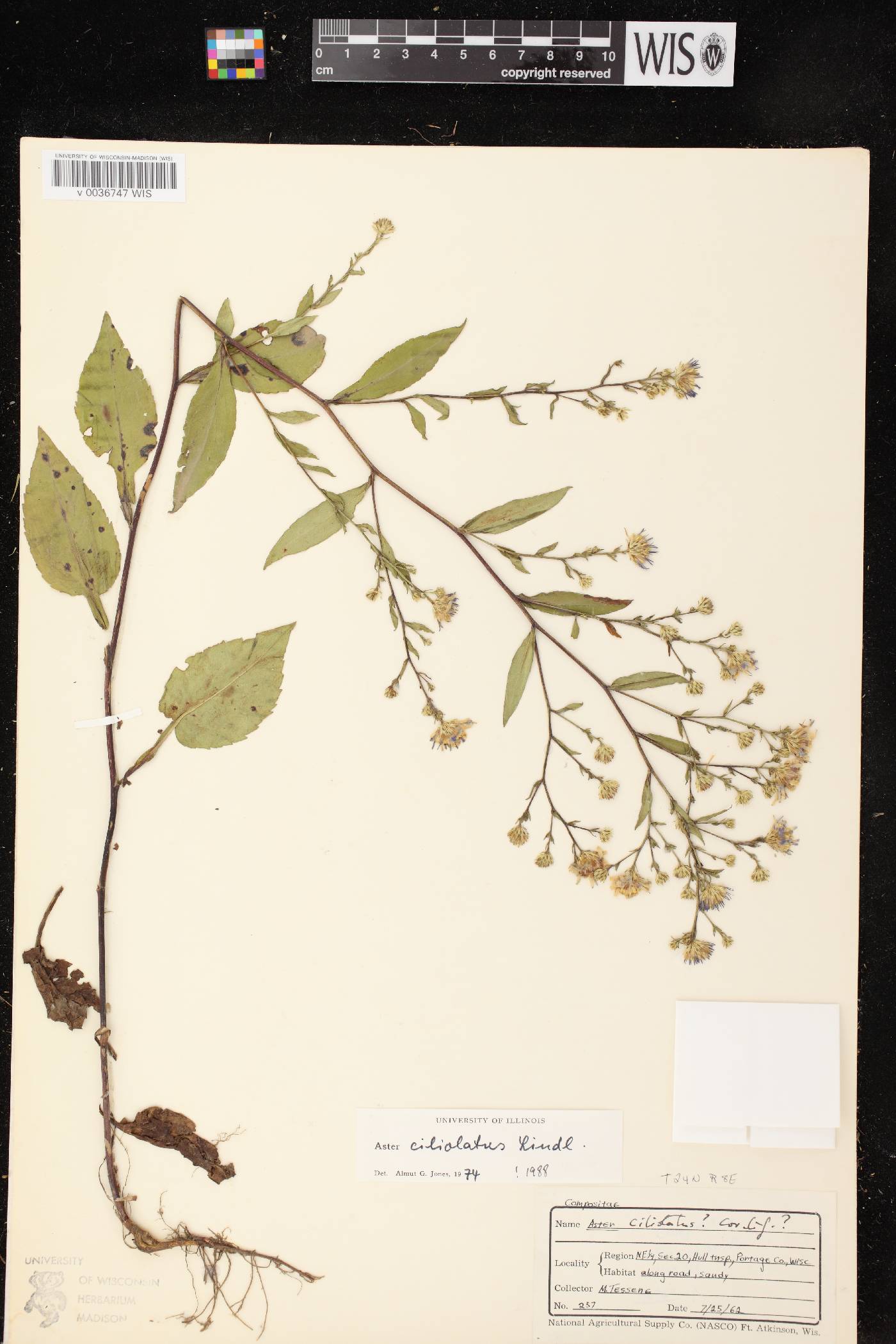 Symphyotrichum ciliolatum image