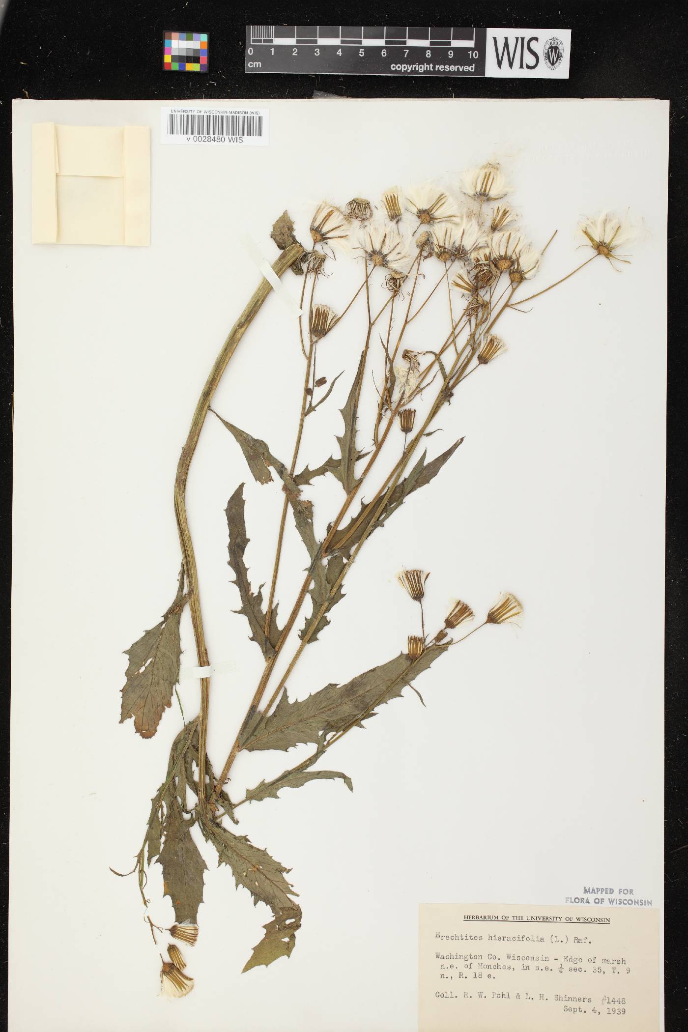 Erechtites hieracifolius image
