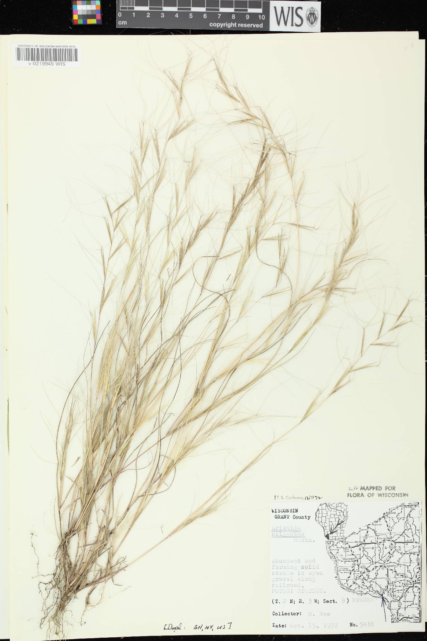 Aristida oligantha image