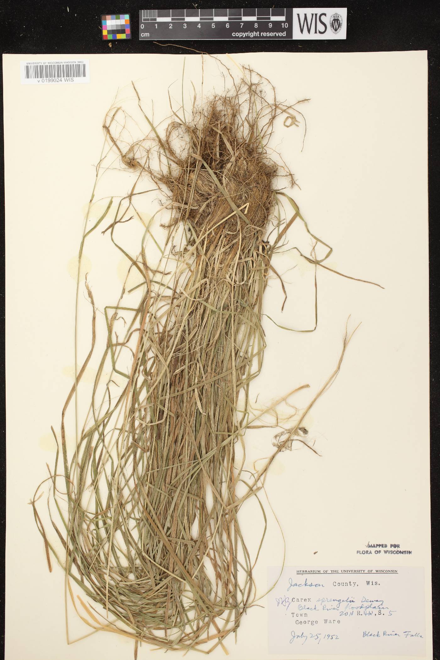 Carex sprengelii image