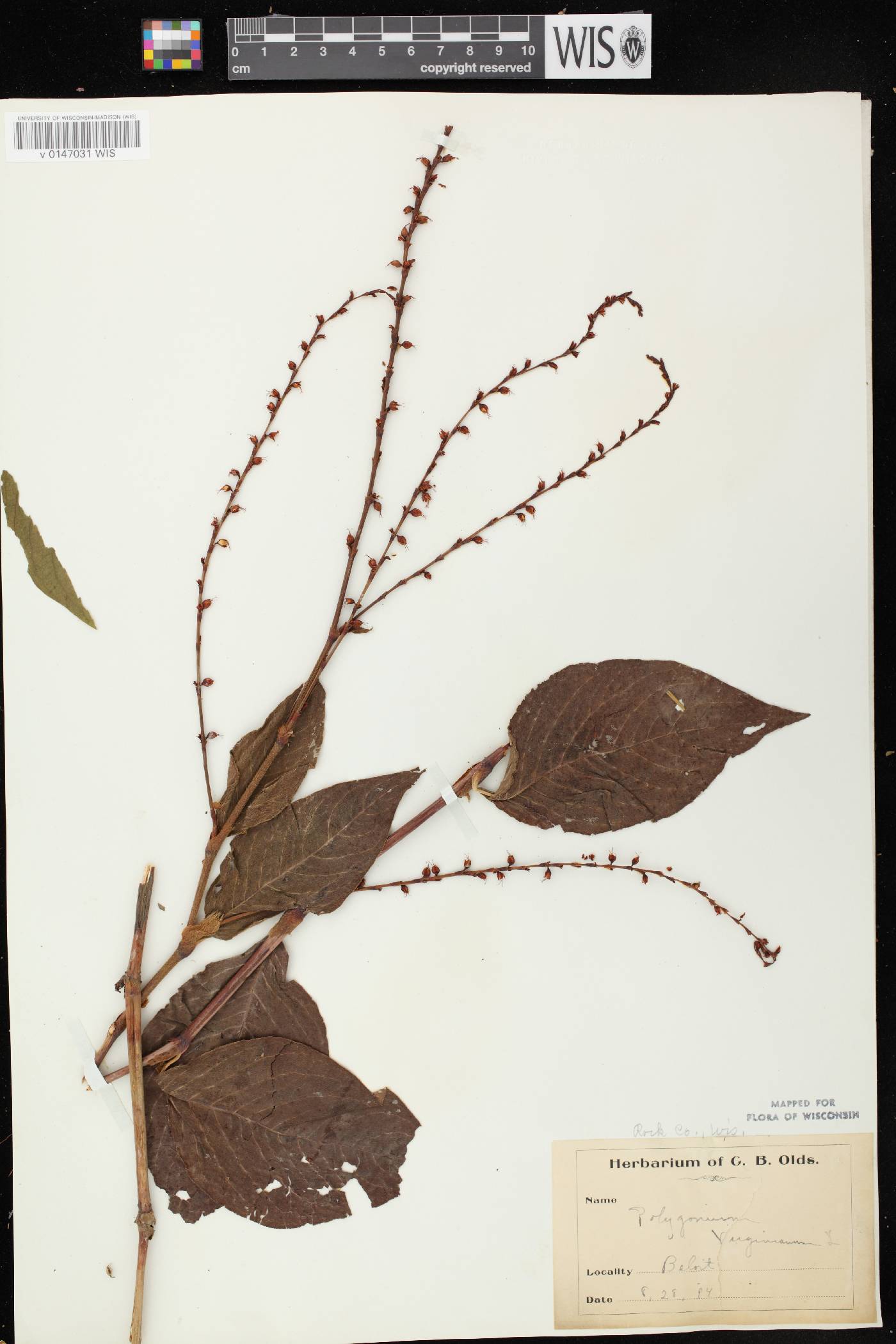 Persicaria virginiana image