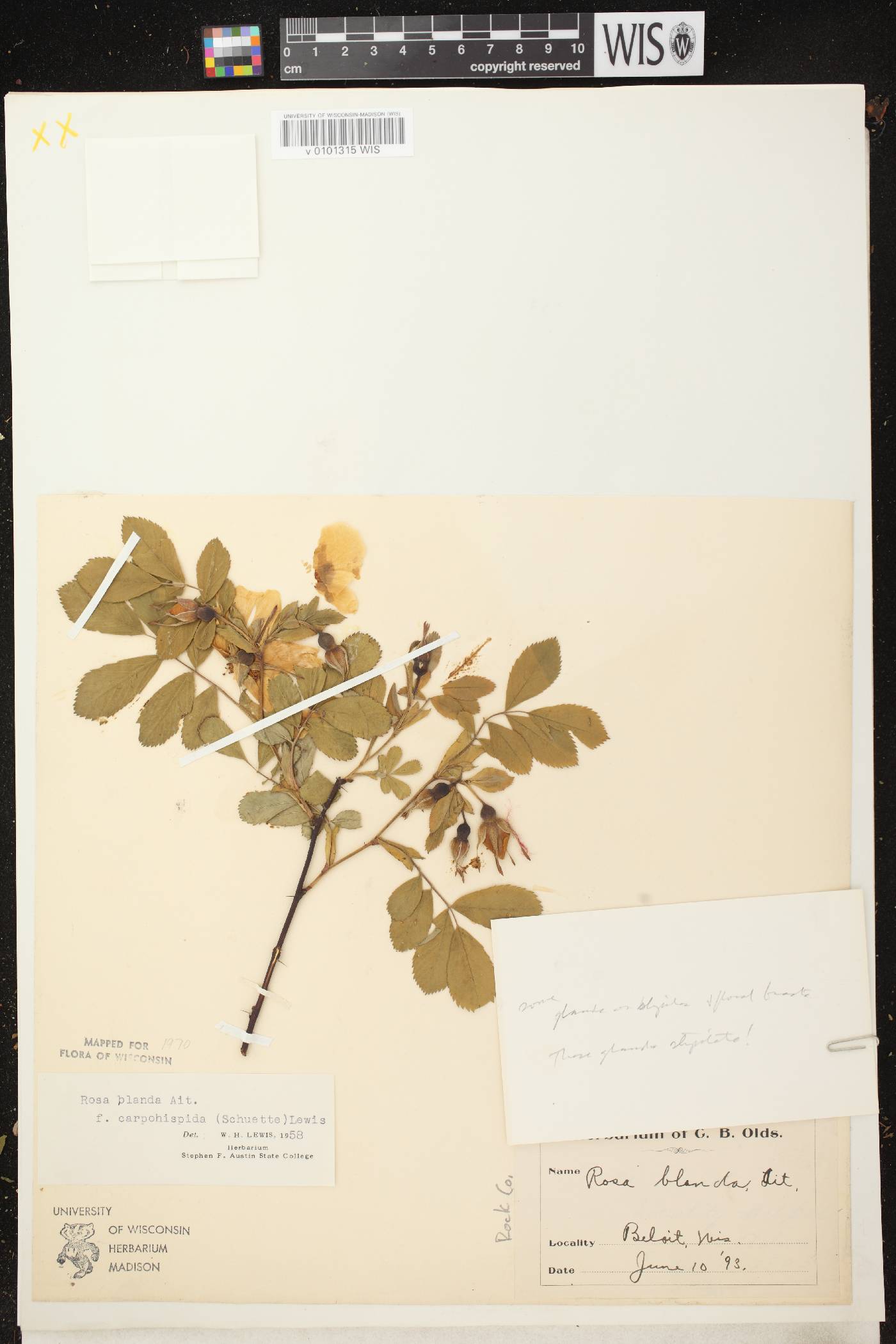 Rosa blanda image