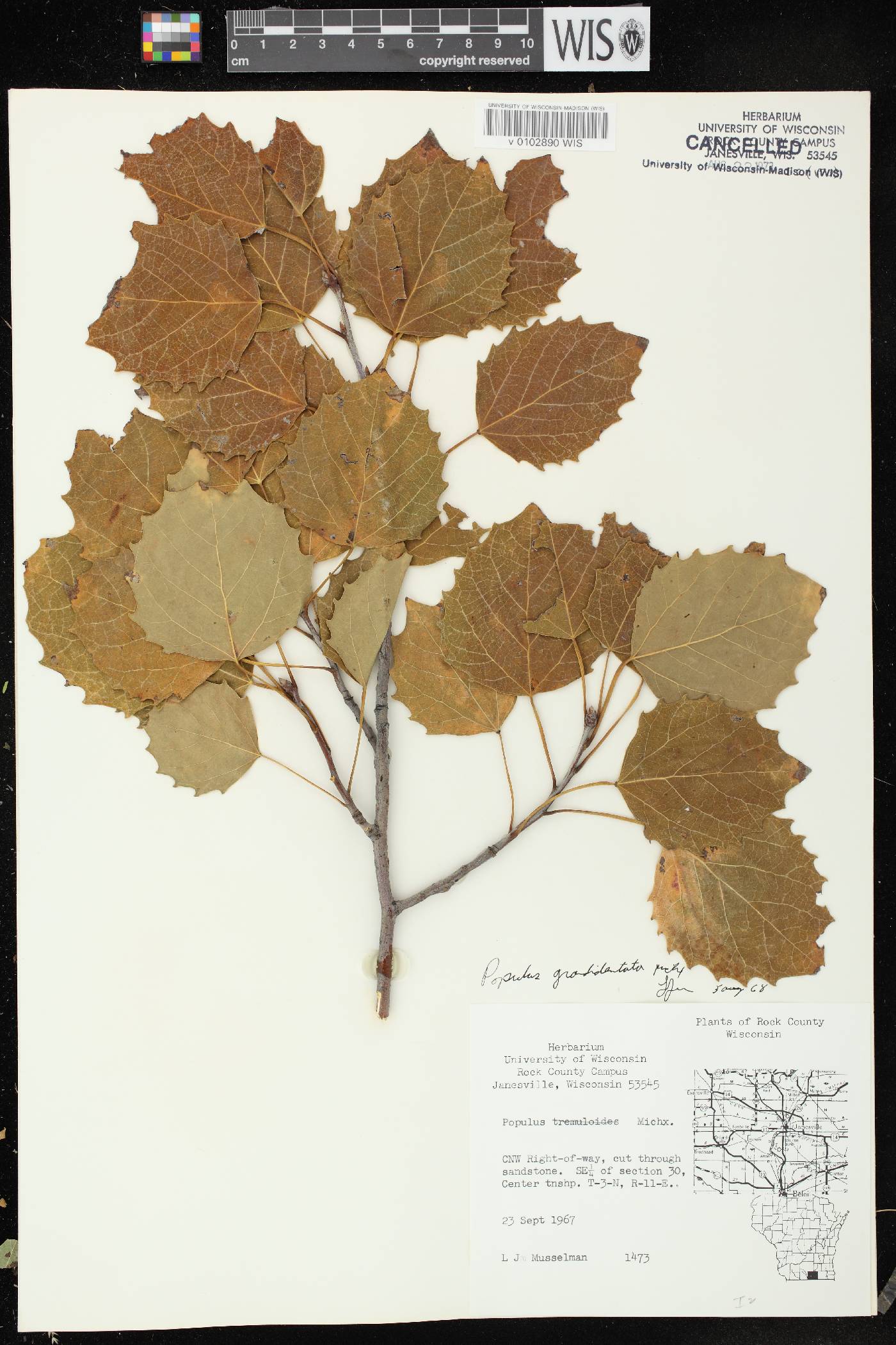 Populus grandidentata image