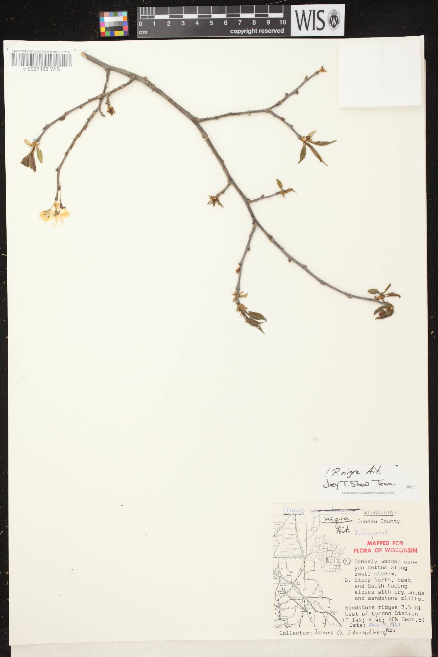 Prunus nigra image