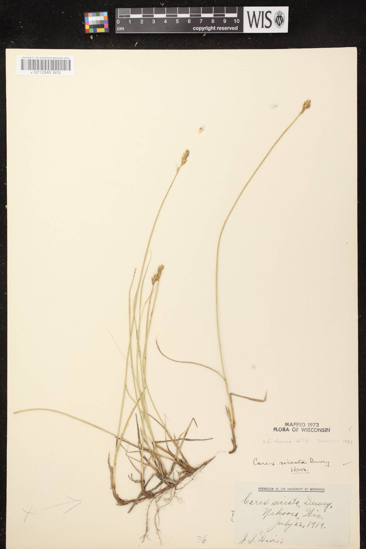 Carex siccata image