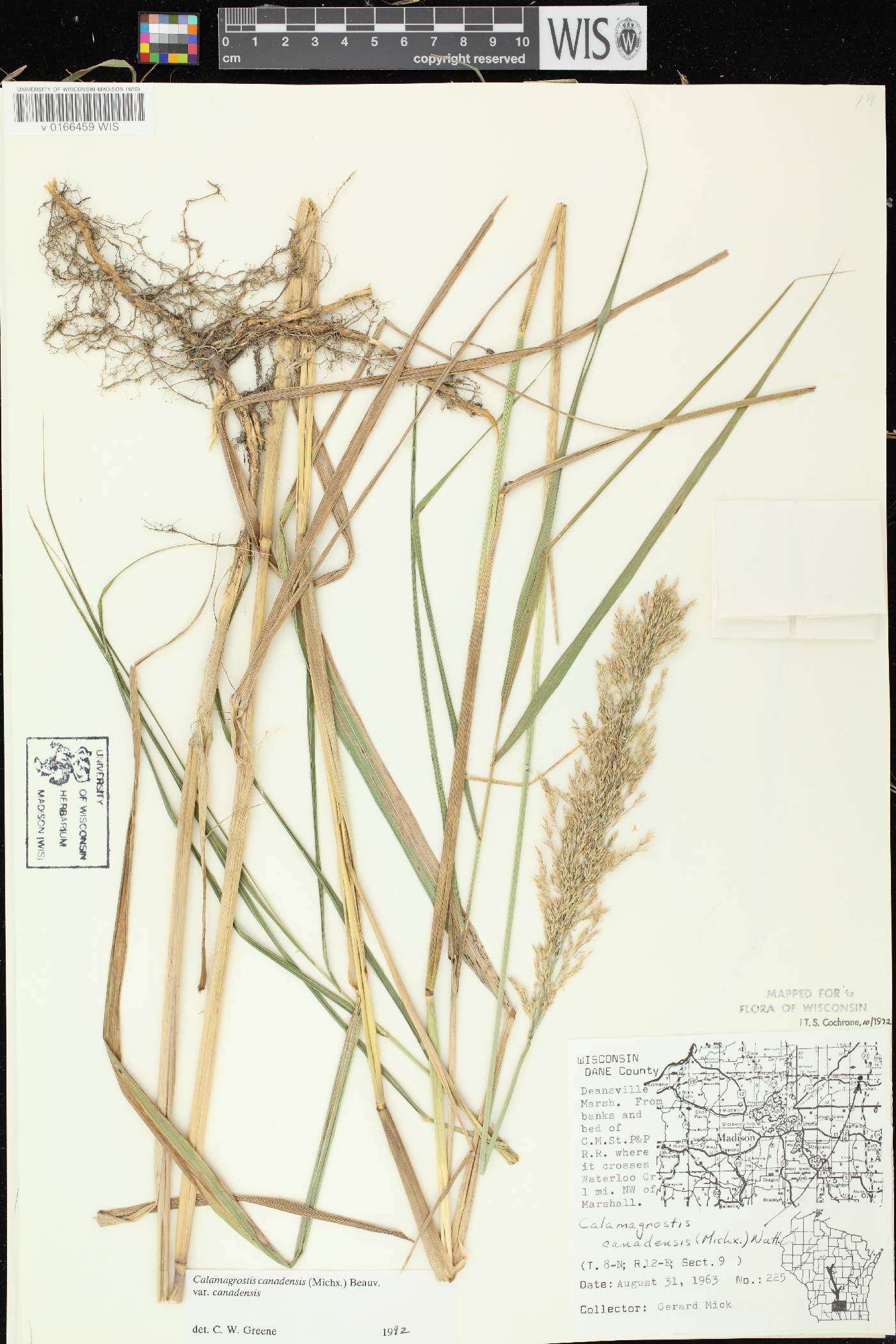 Calamagrostis canadensis var. canadensis image
