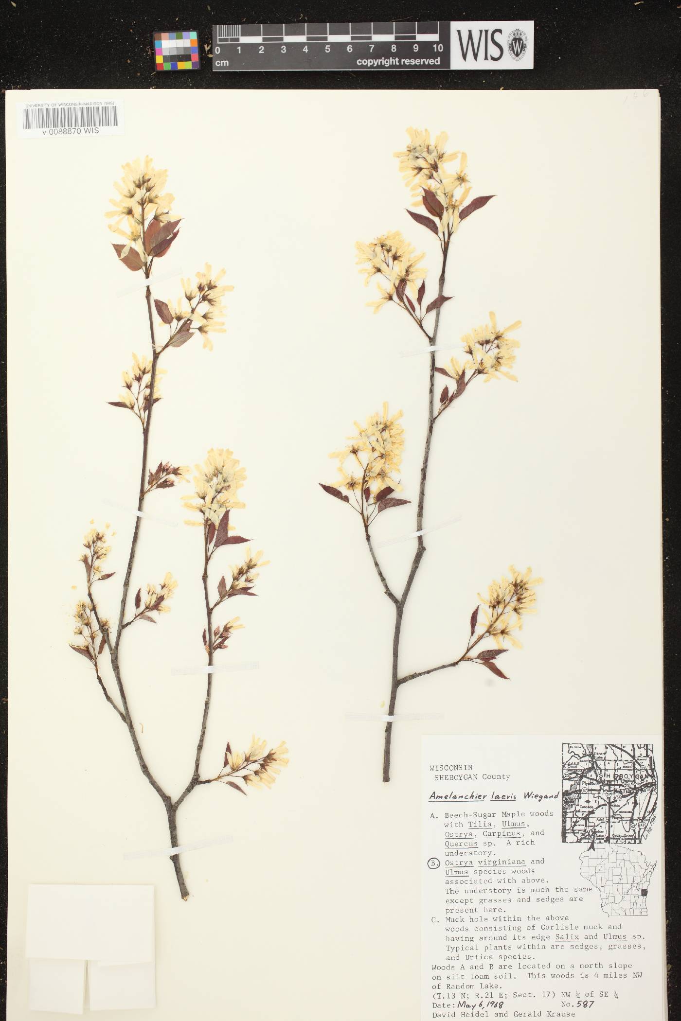 Amelanchier laevis image