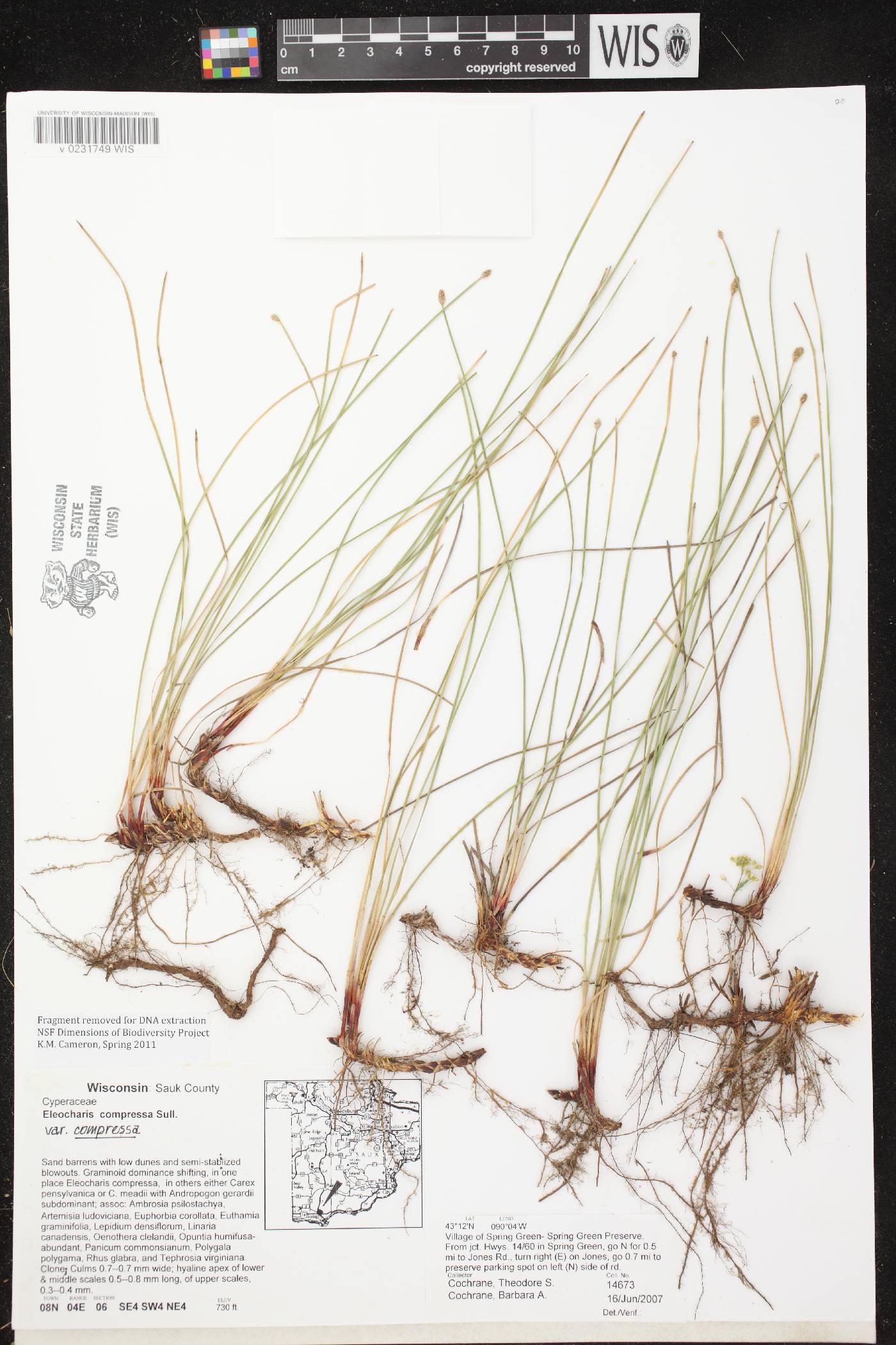 Eleocharis compressa var. compressa image