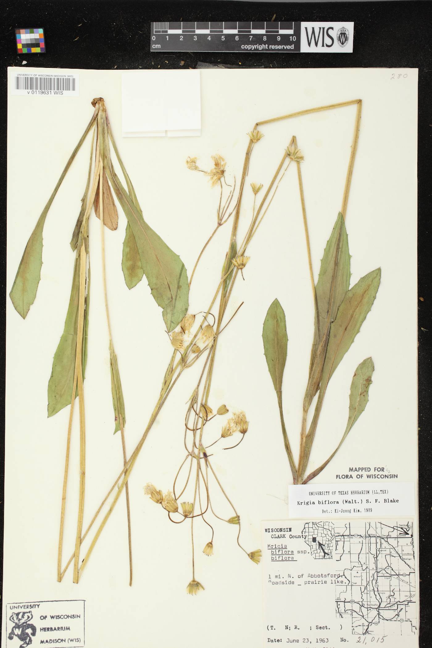 Krigia biflora image